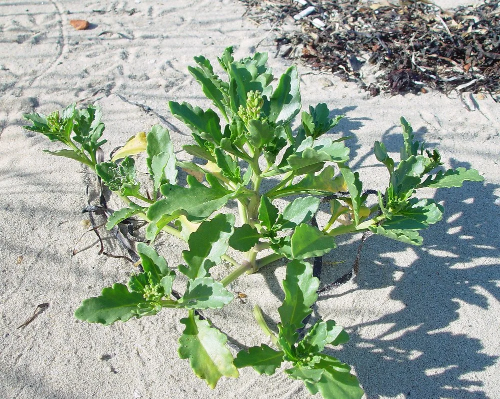 Sea Rocket