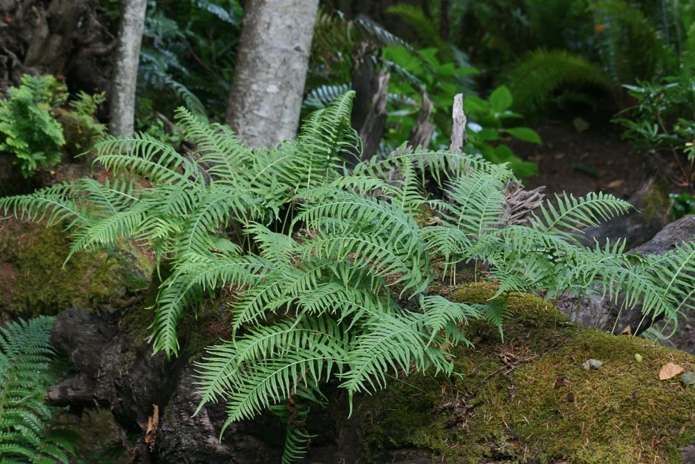 Licorice Fern