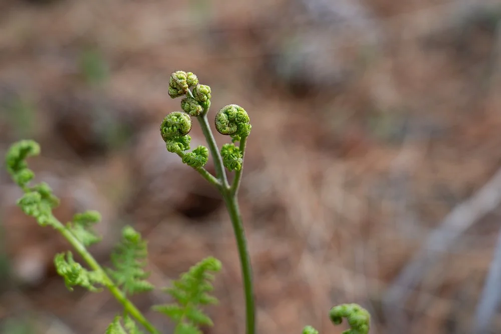 Bracken Fern
