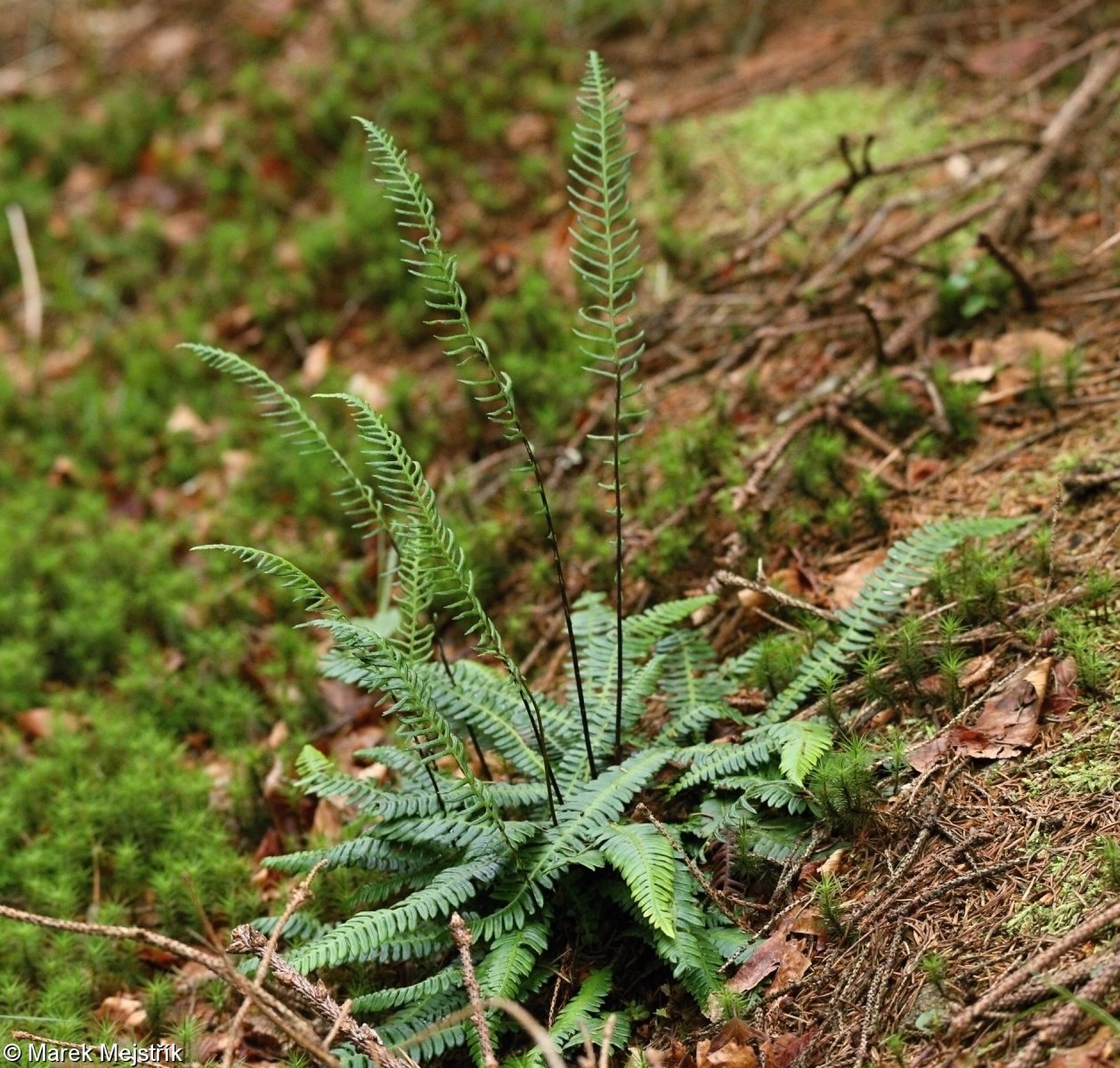 Deer Fern