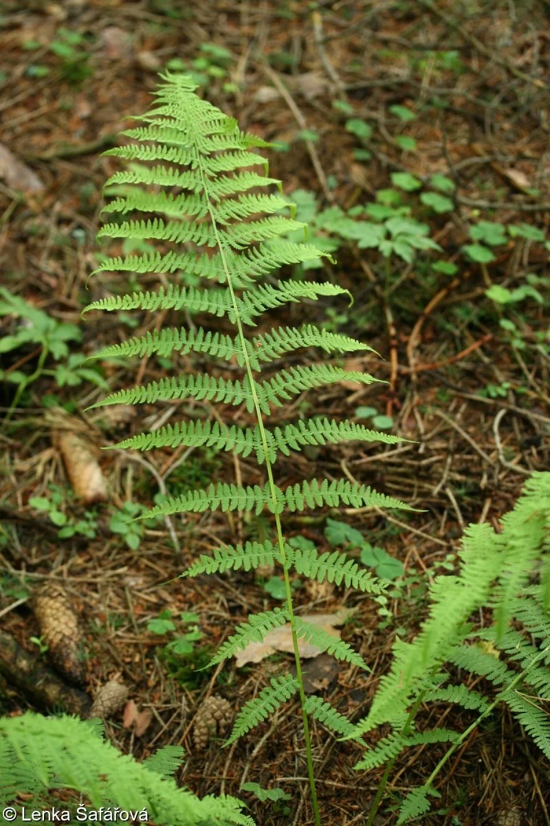 Lady Fern