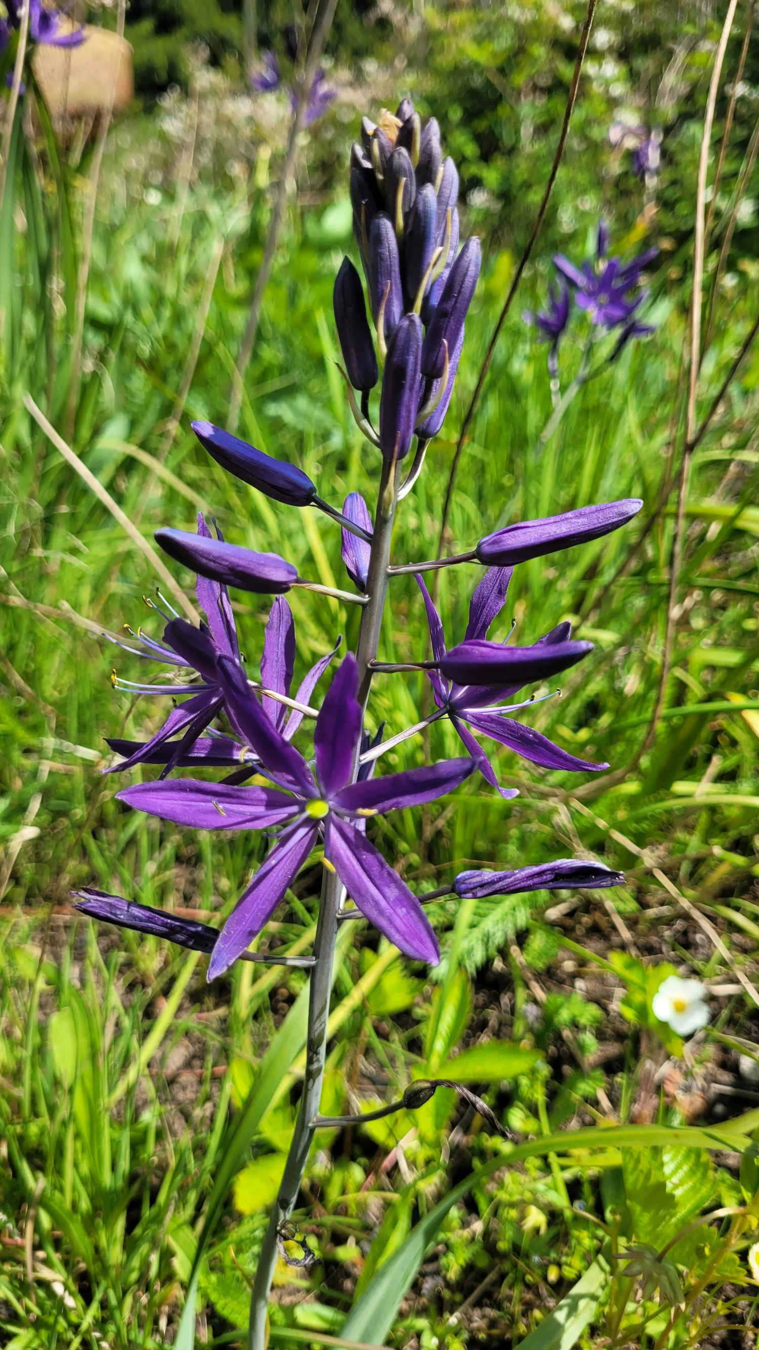 Common Camas — Salish Harvest