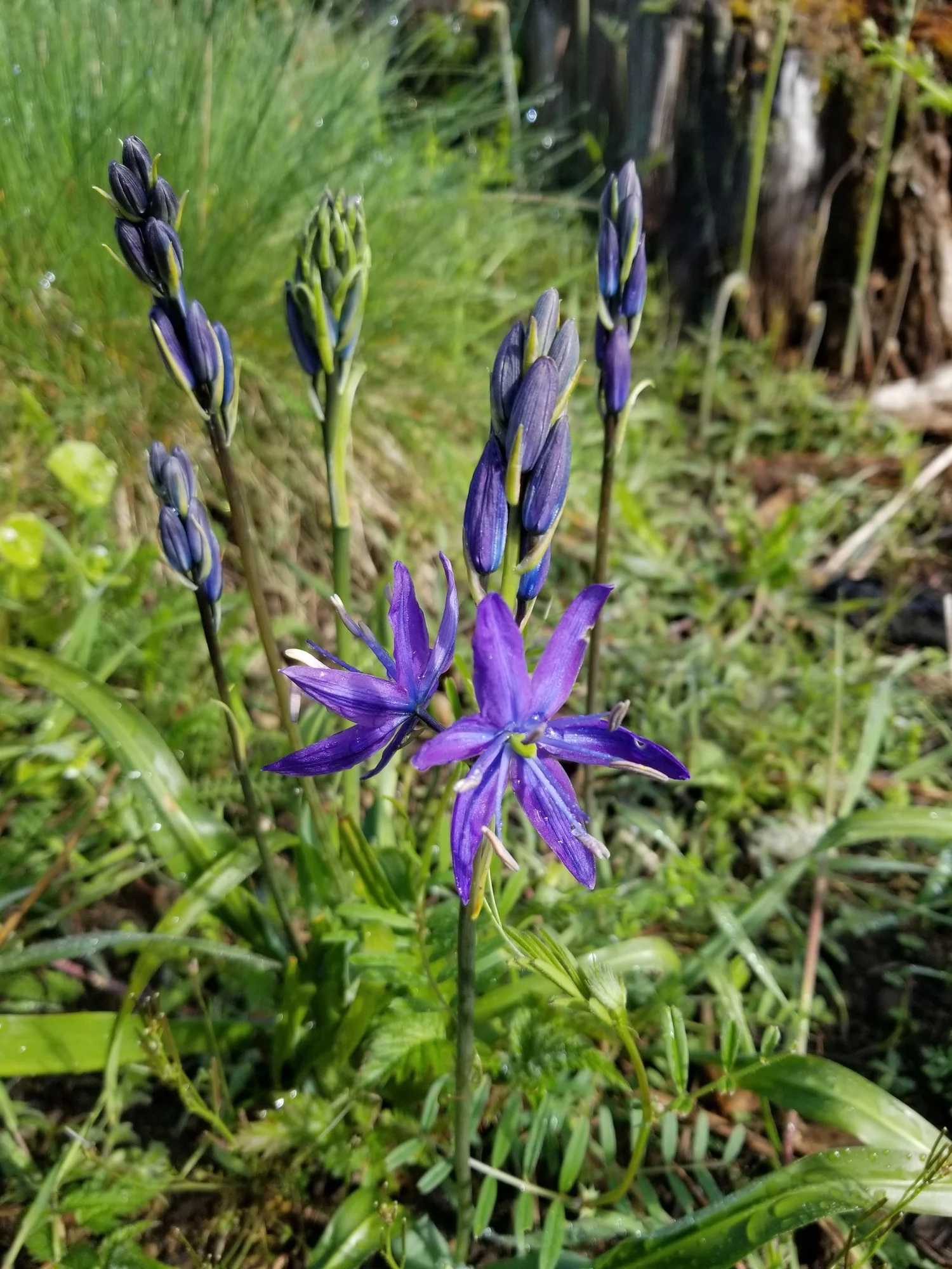 Common Camas — Salish Harvest