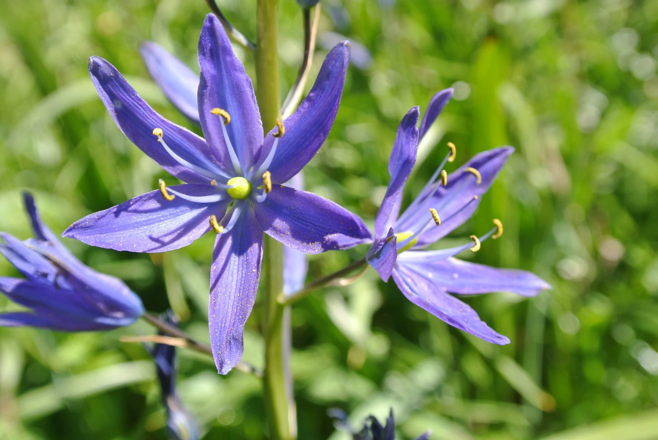 Common Camas — Salish Harvest