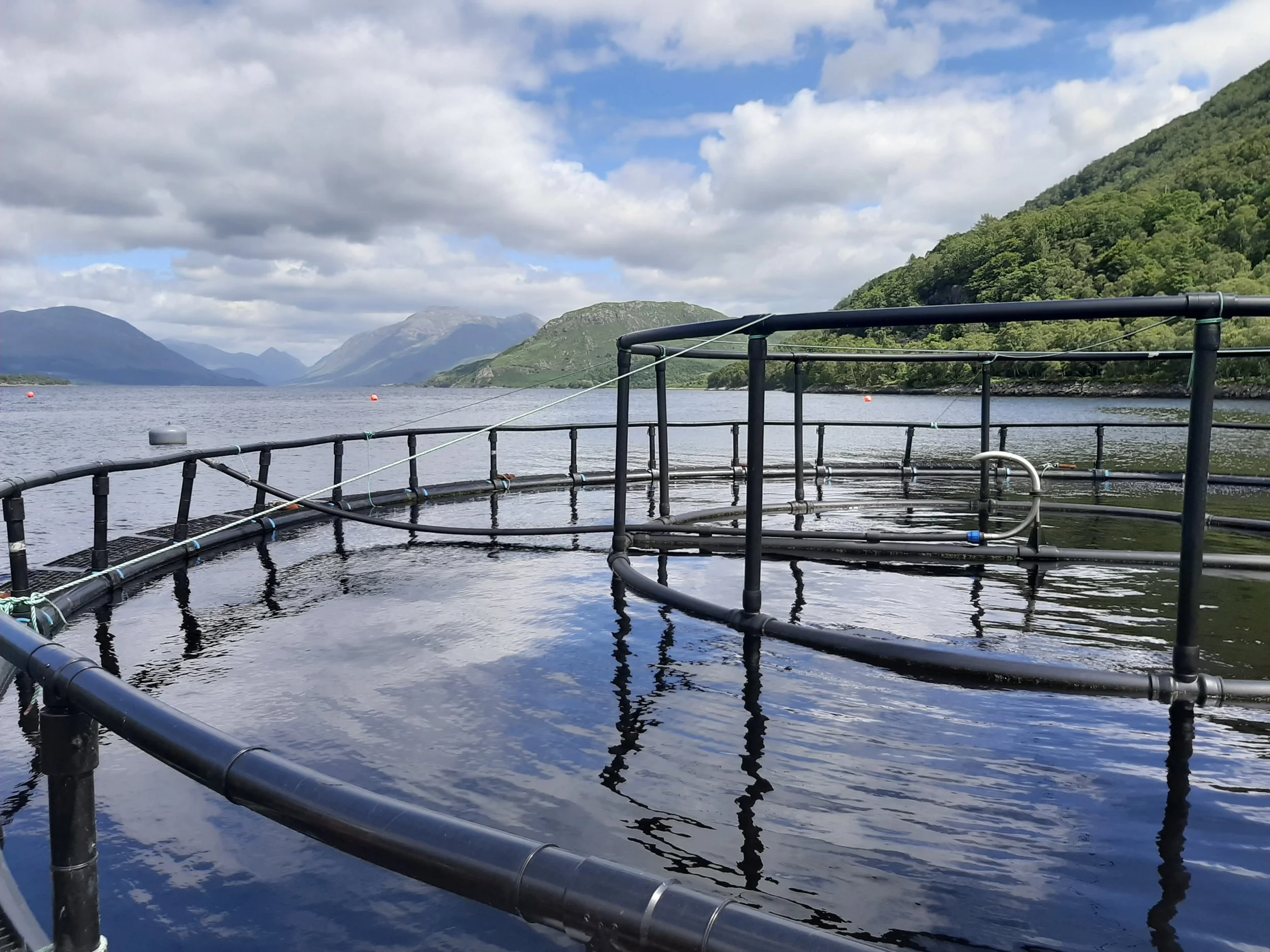 Market Assessment for Open Ocean Farming