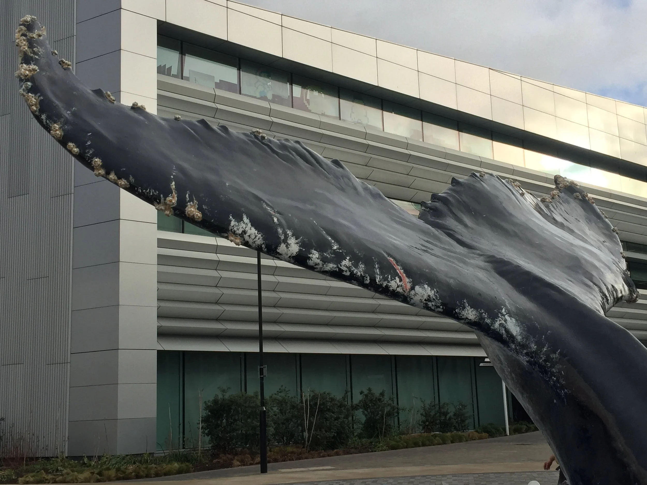 sky-ocean-rescue-whale-installation.jpg
