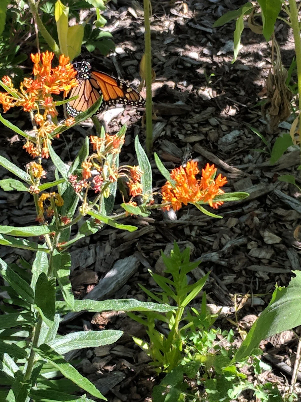 IMG_20180707_102450.jpg