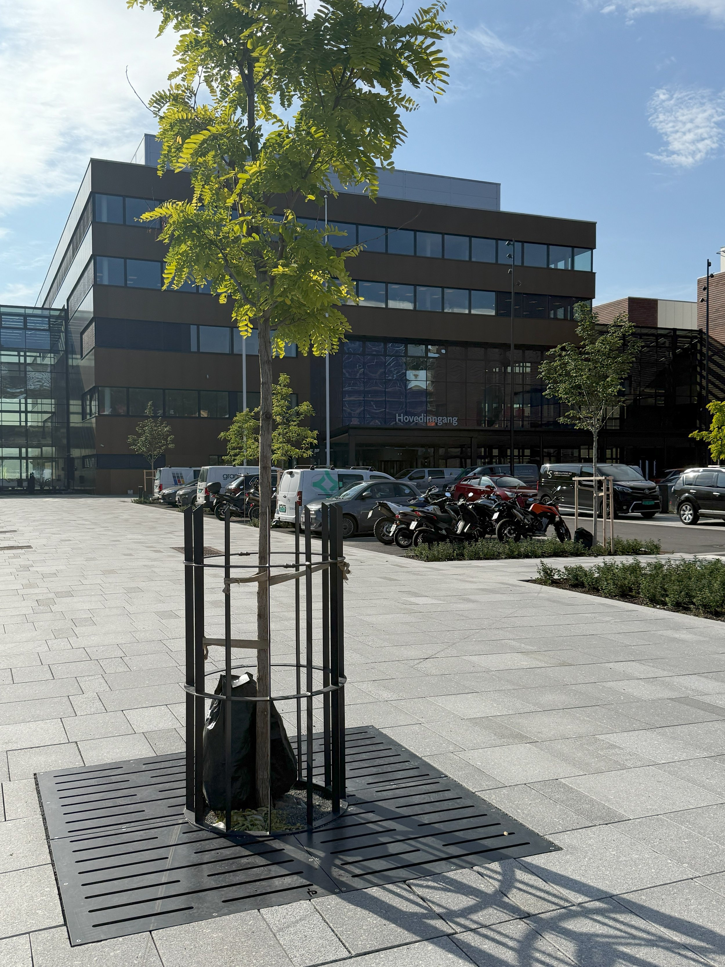 AVENTE tregruberist og stammevern