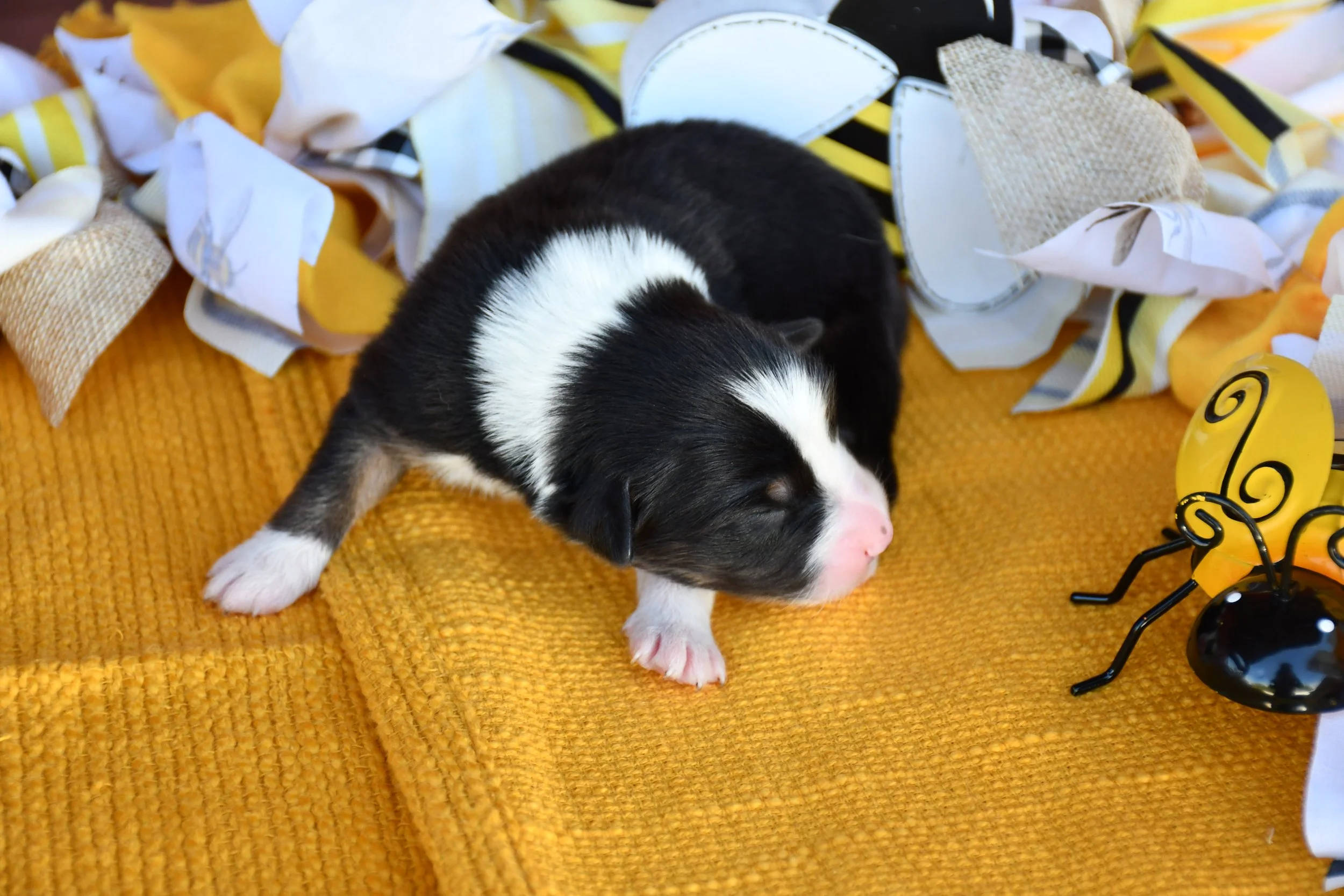DSC_2603.JPG