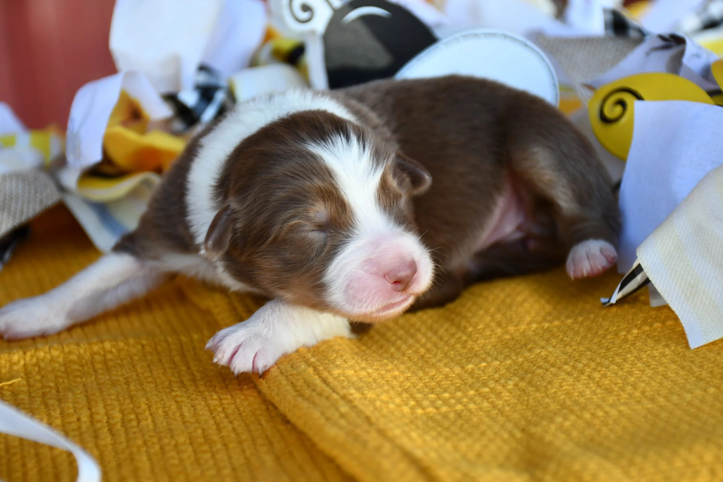 DSC_2544.JPG