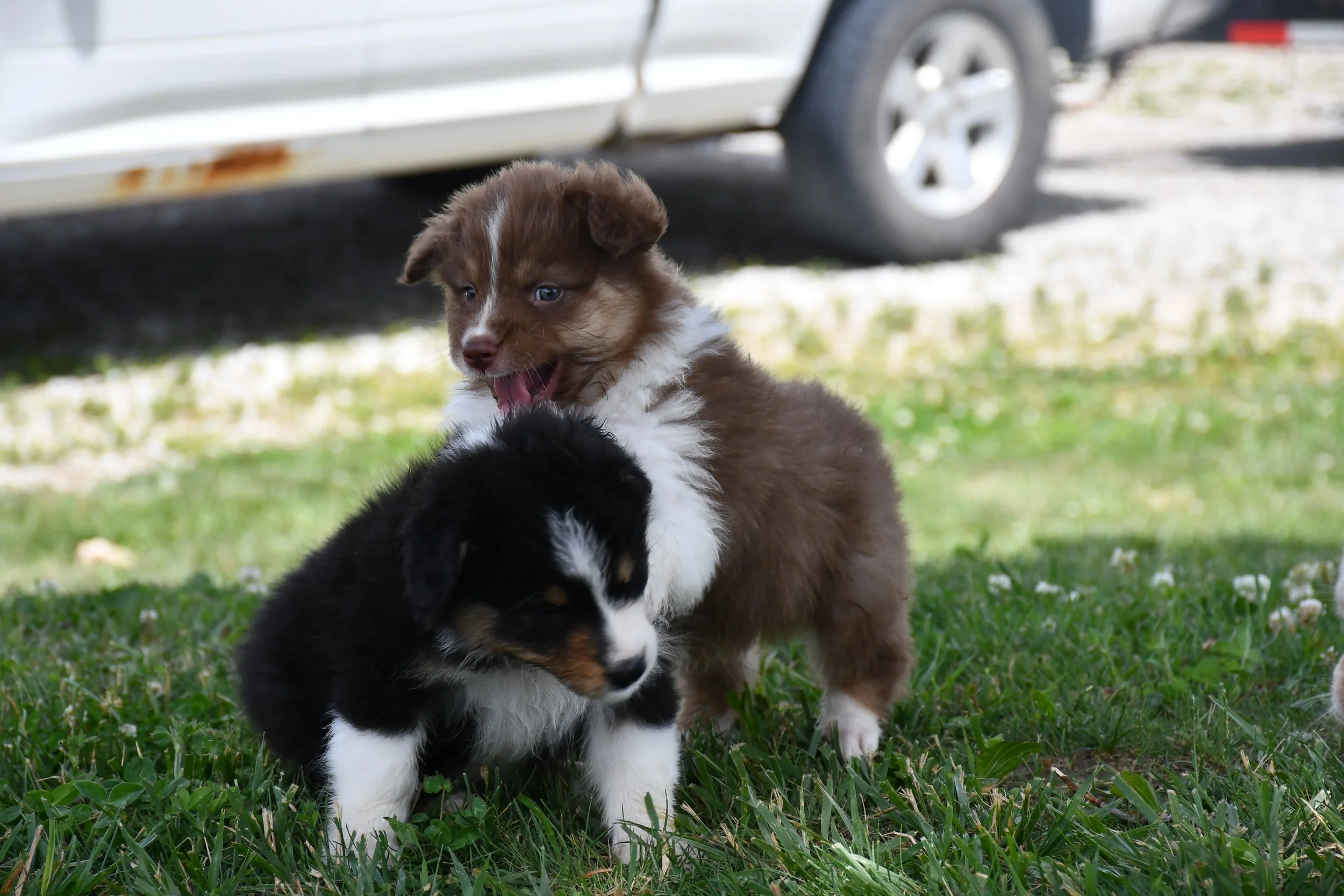 DSC_4535.JPG