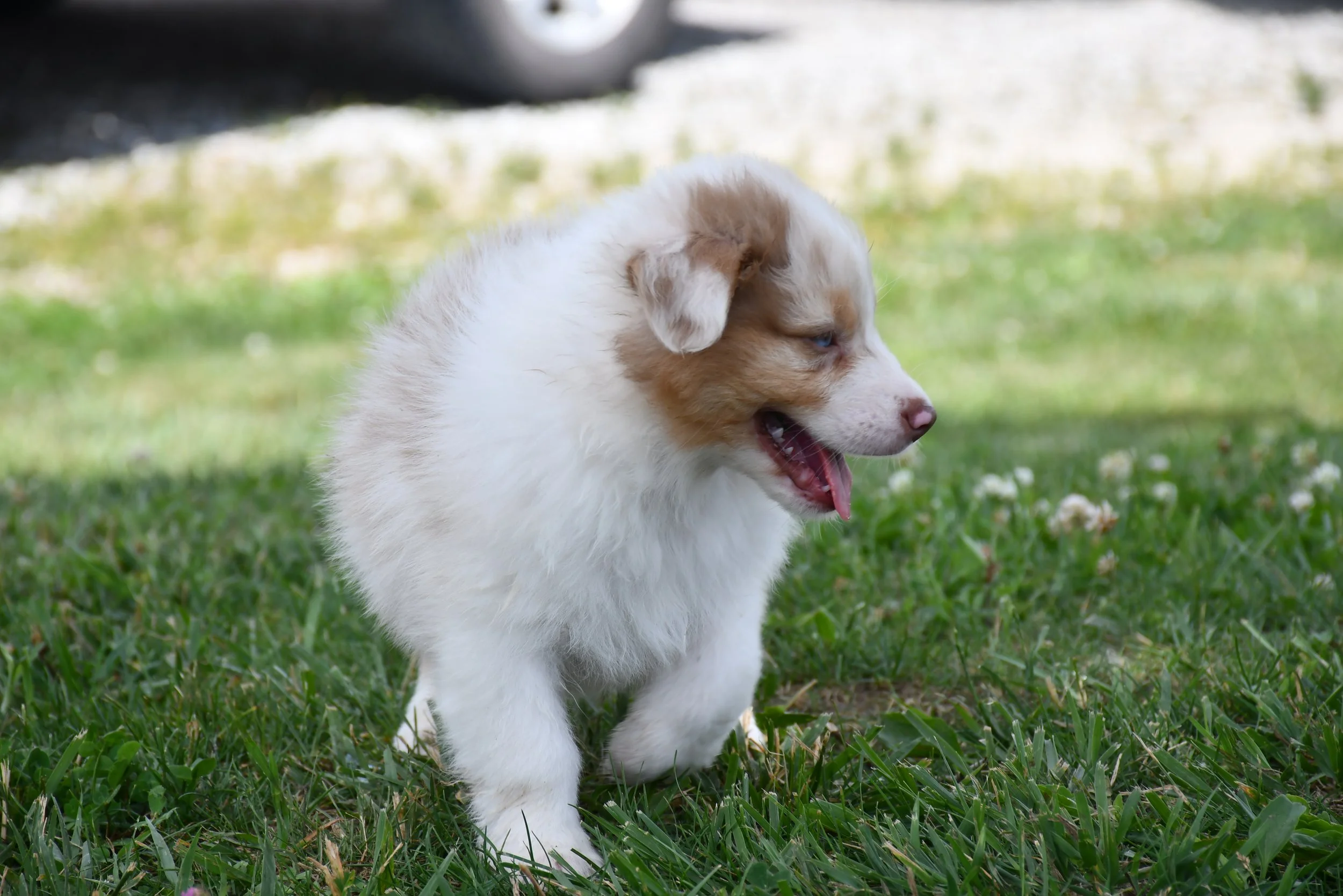 DSC_4587.JPG