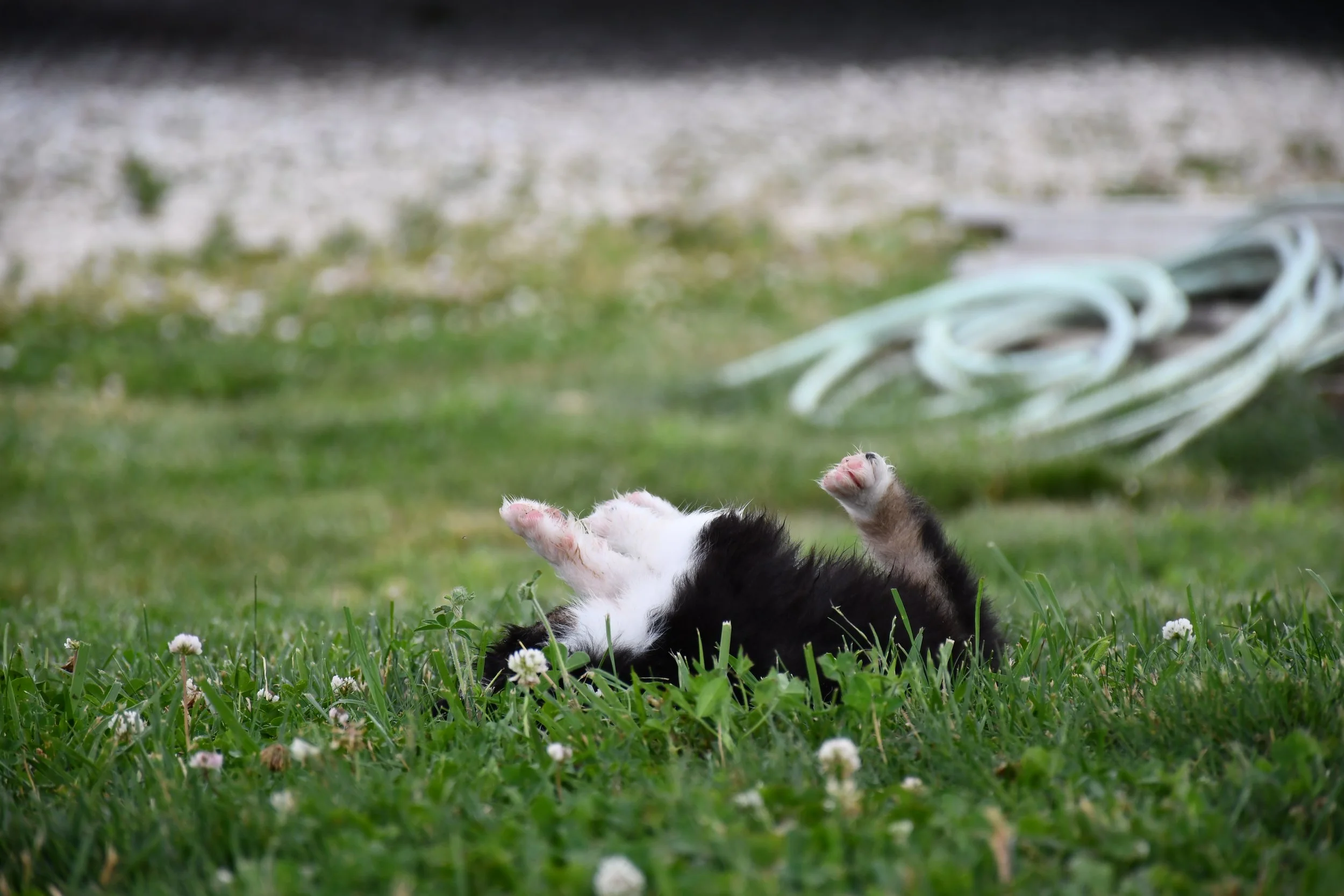 DSC_4546.JPG