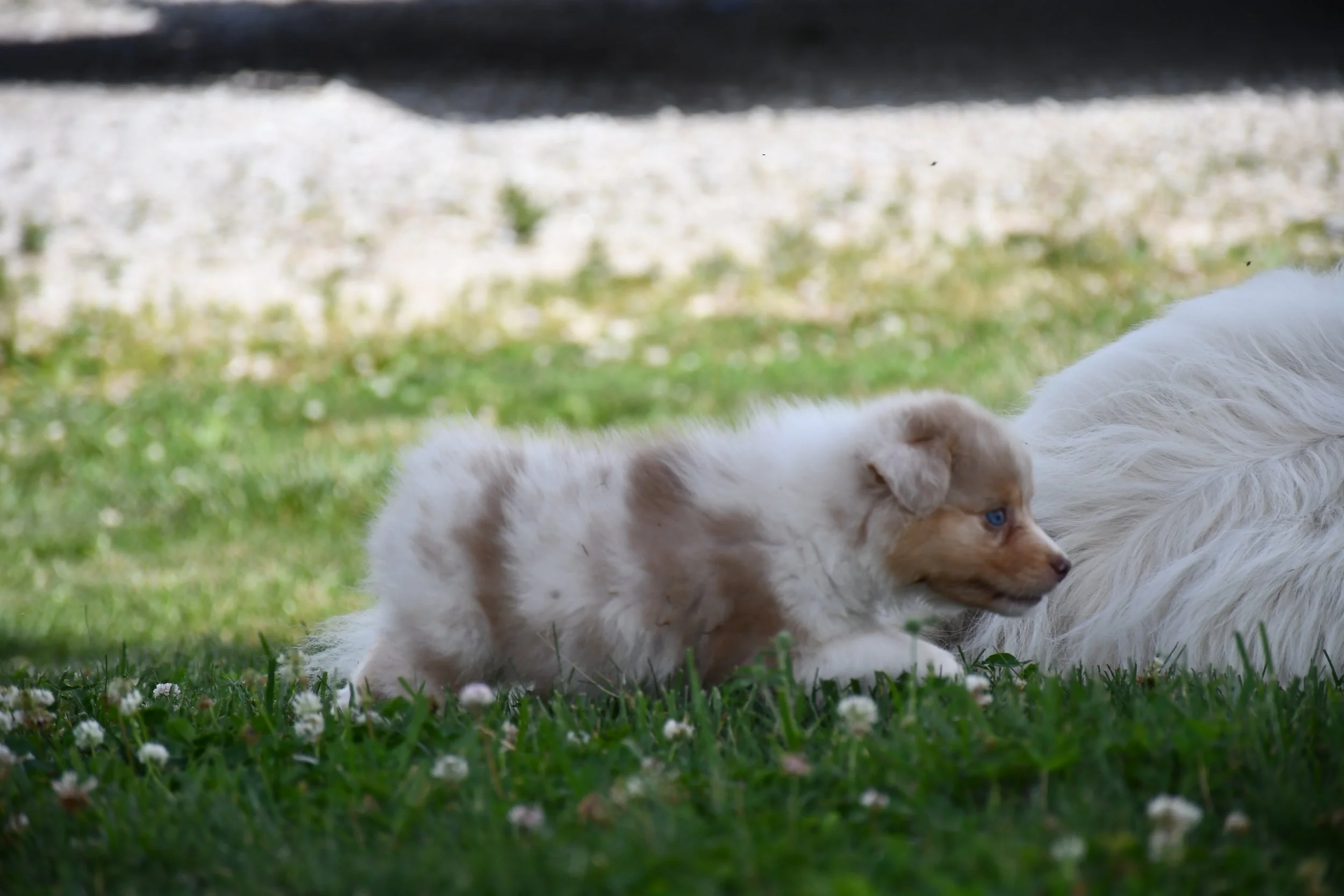 DSC_4499.JPG