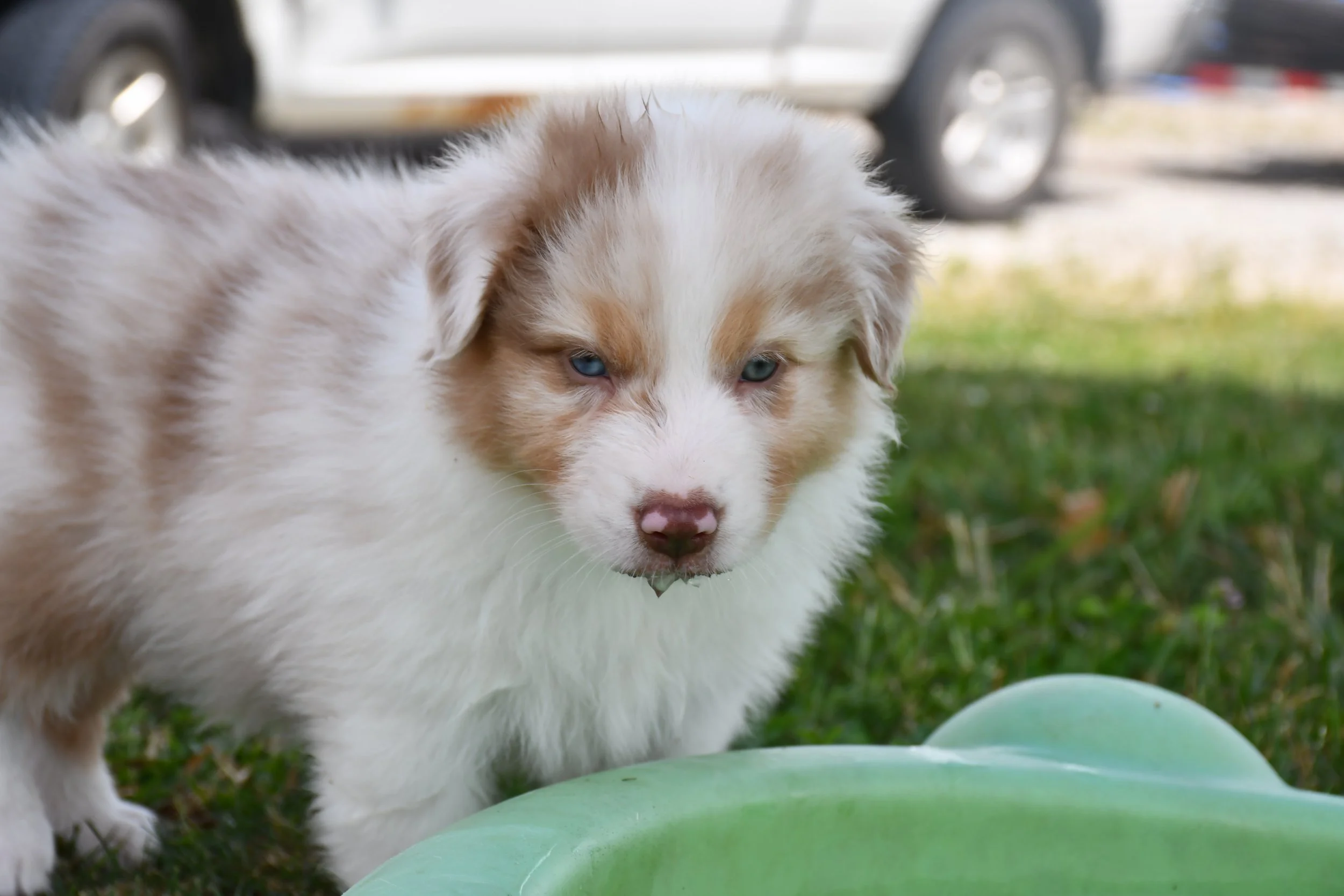 DSC_4446.JPG