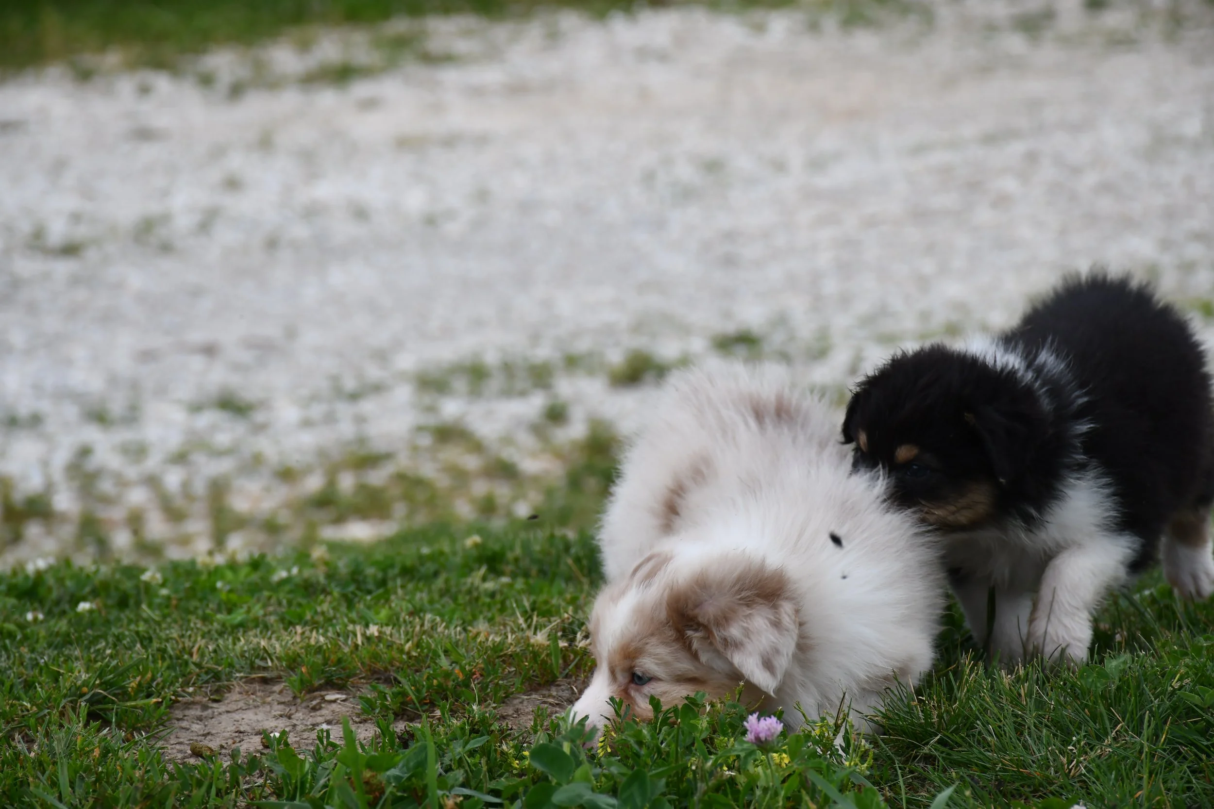 DSC_4555.JPG