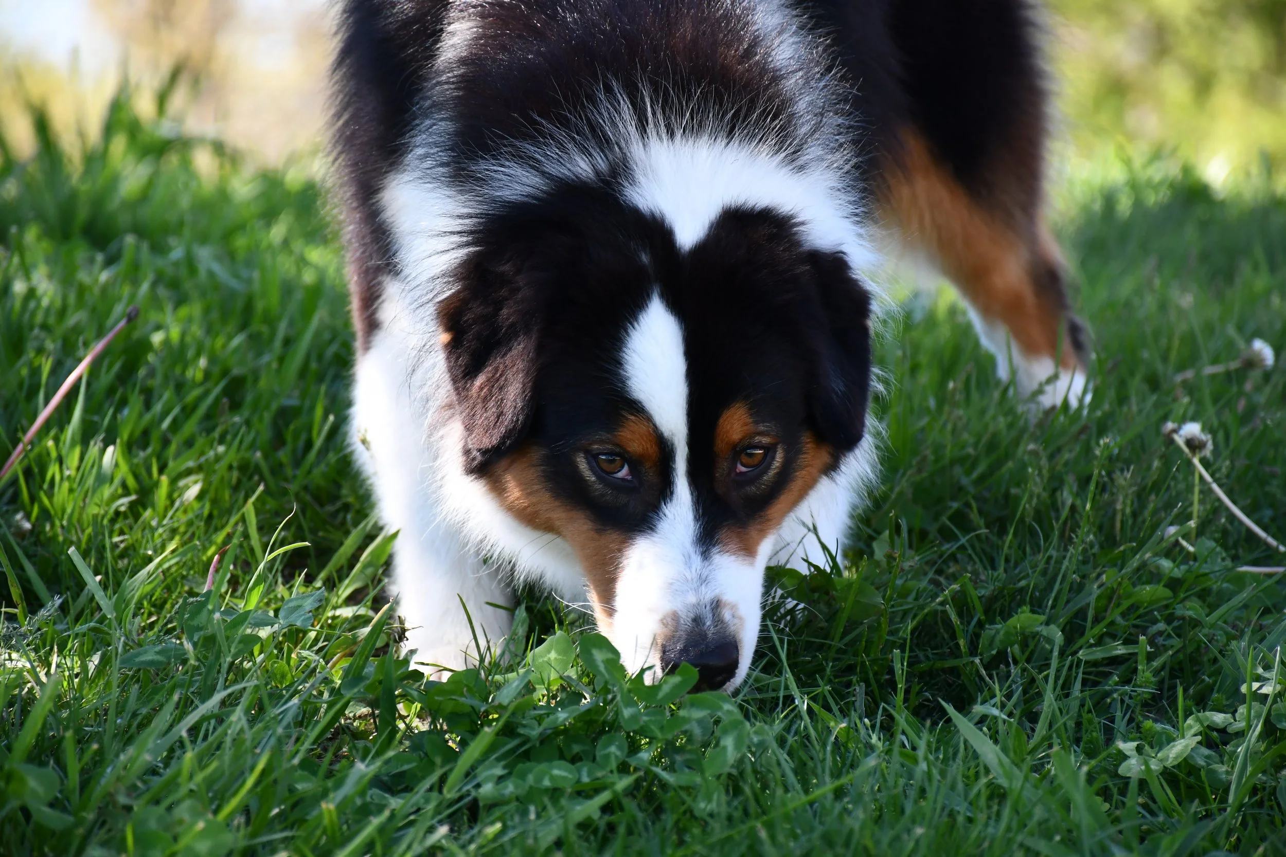 DSC_2438.JPG