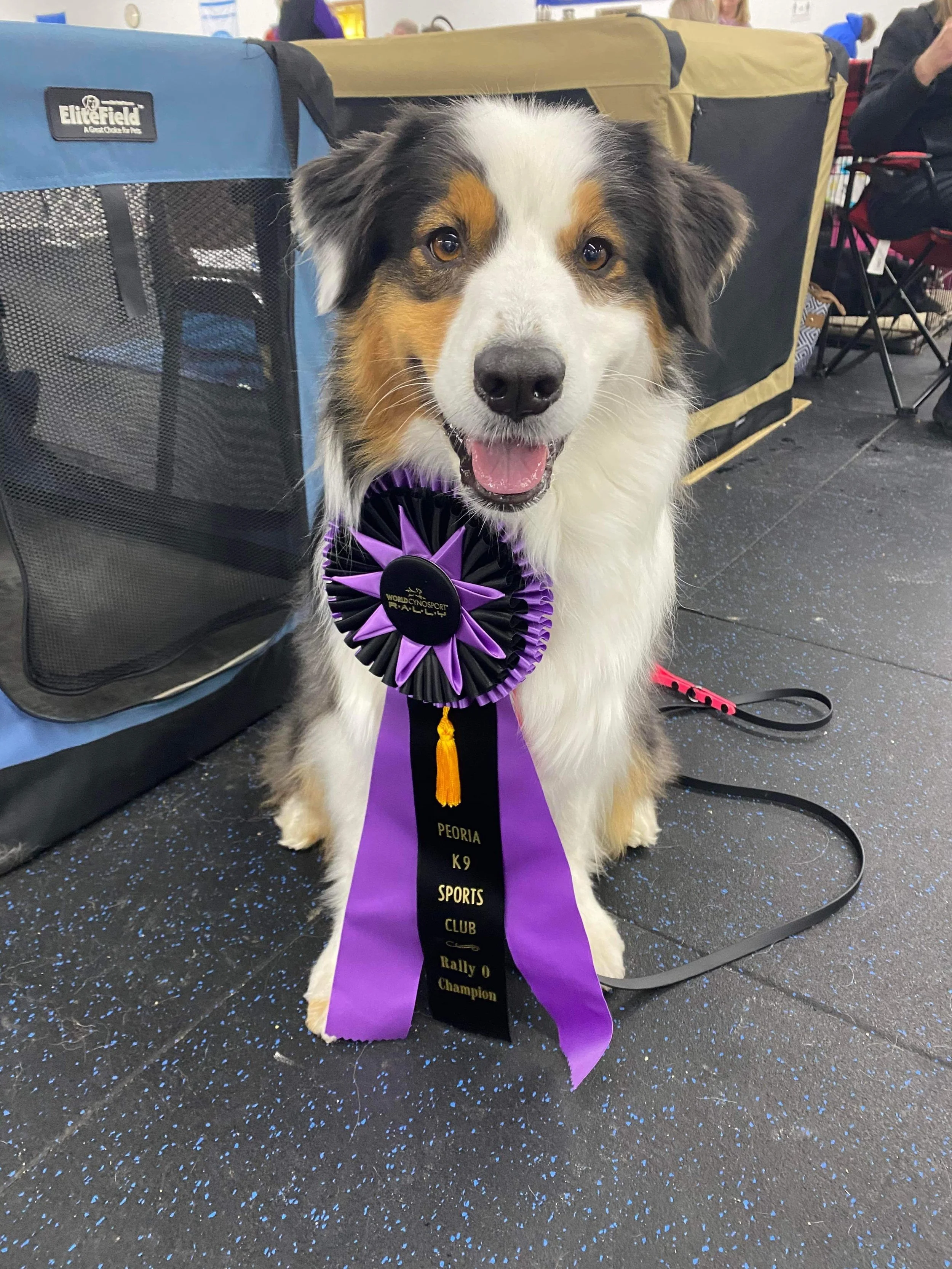 Rally Obedience Champion "Jyn"