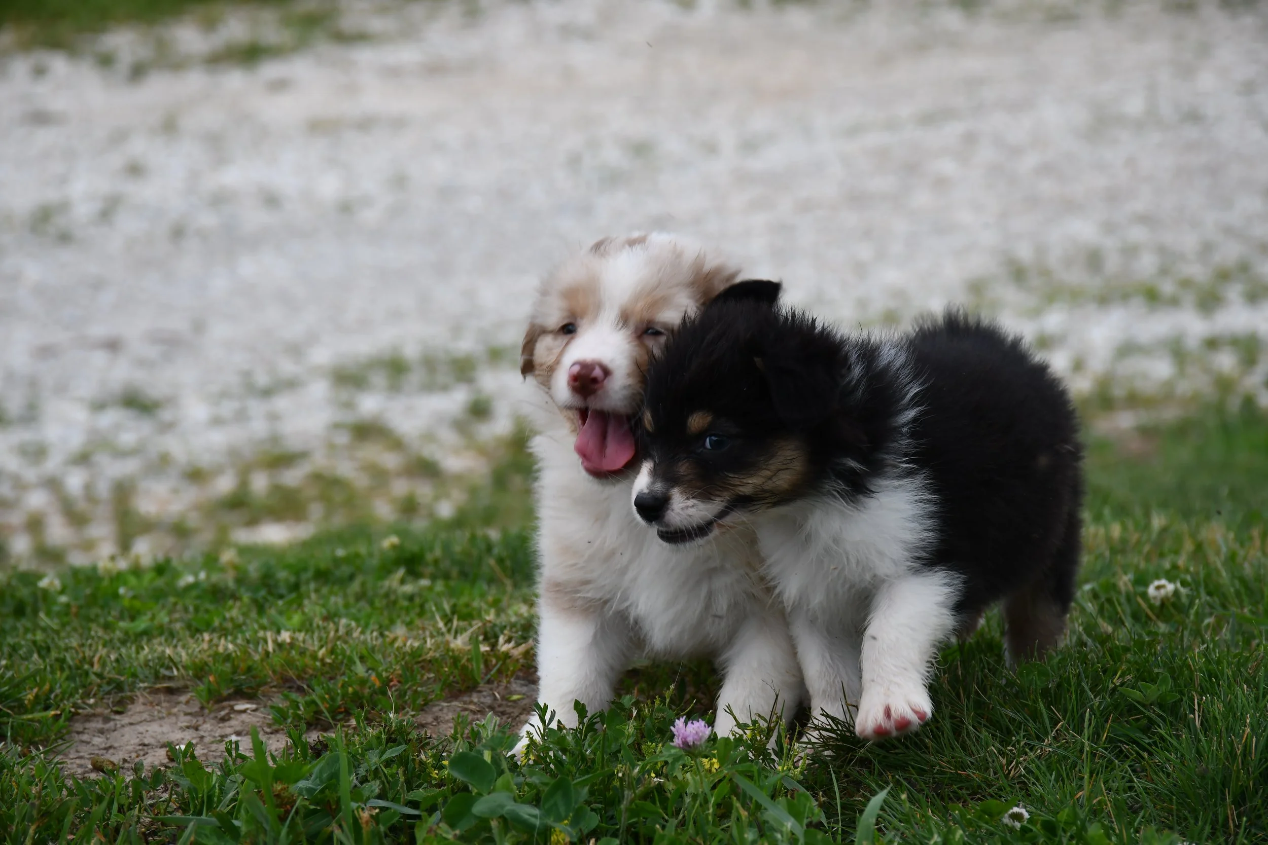 DSC_4556.JPG