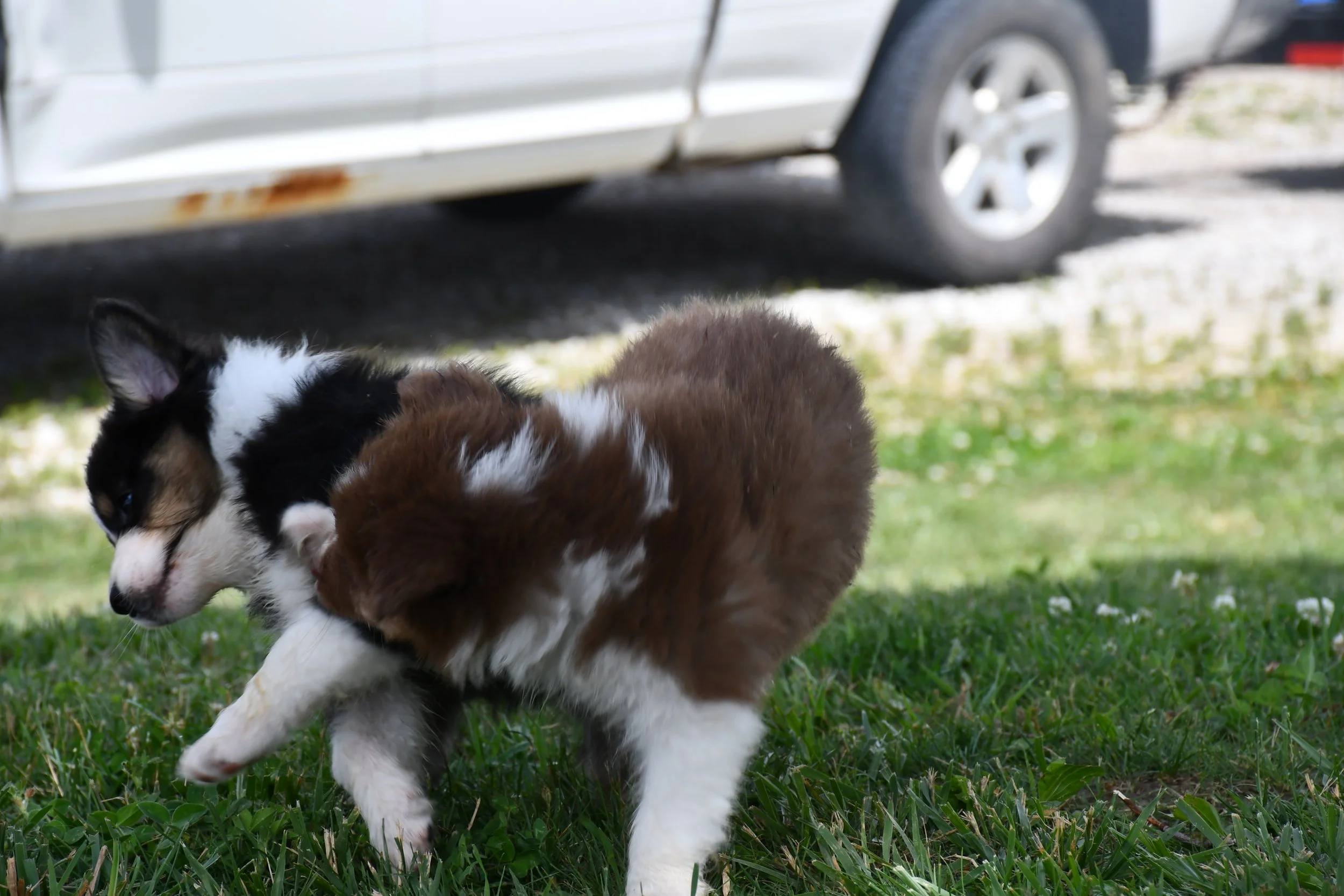DSC_4536.JPG