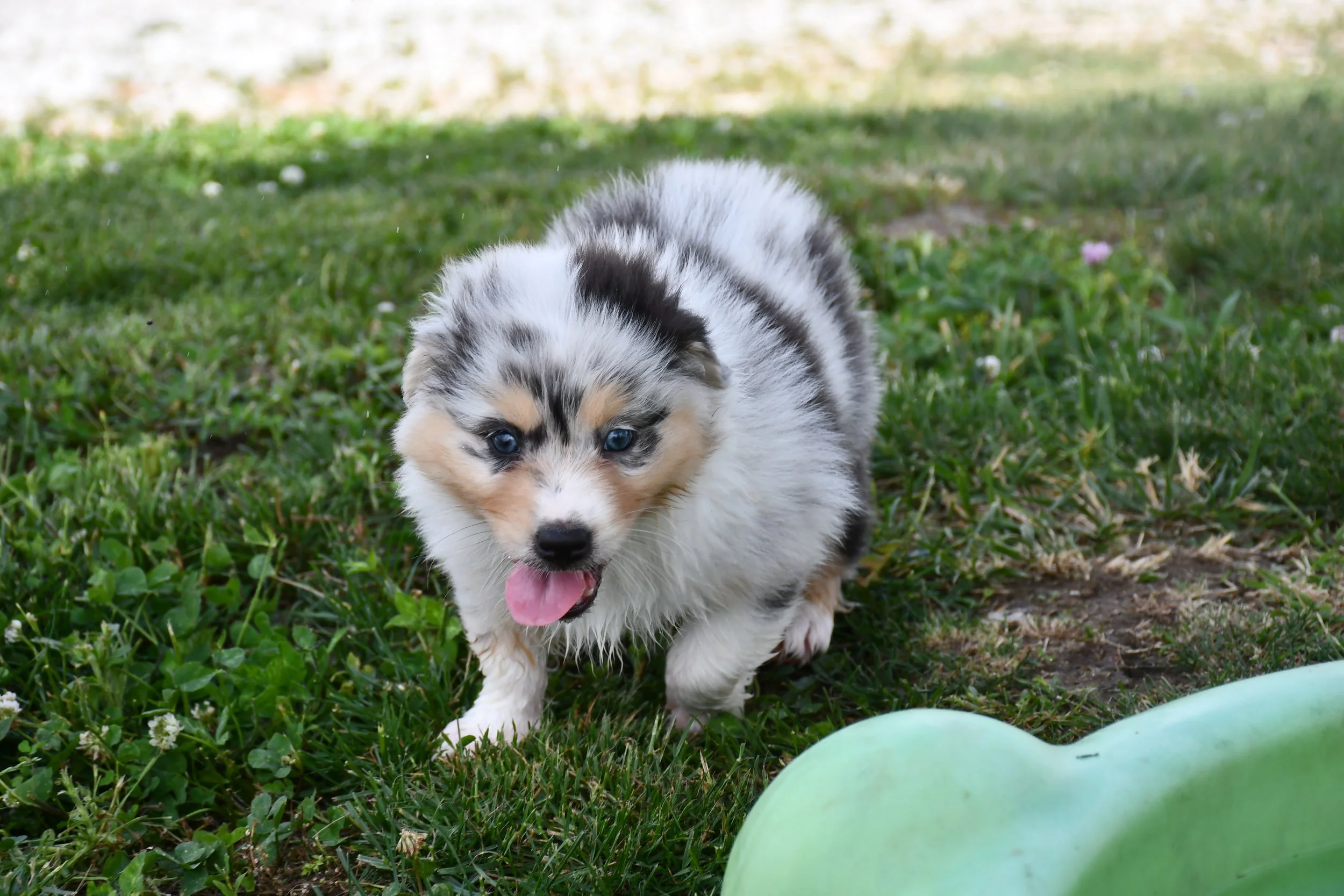 DSC_4471.JPG