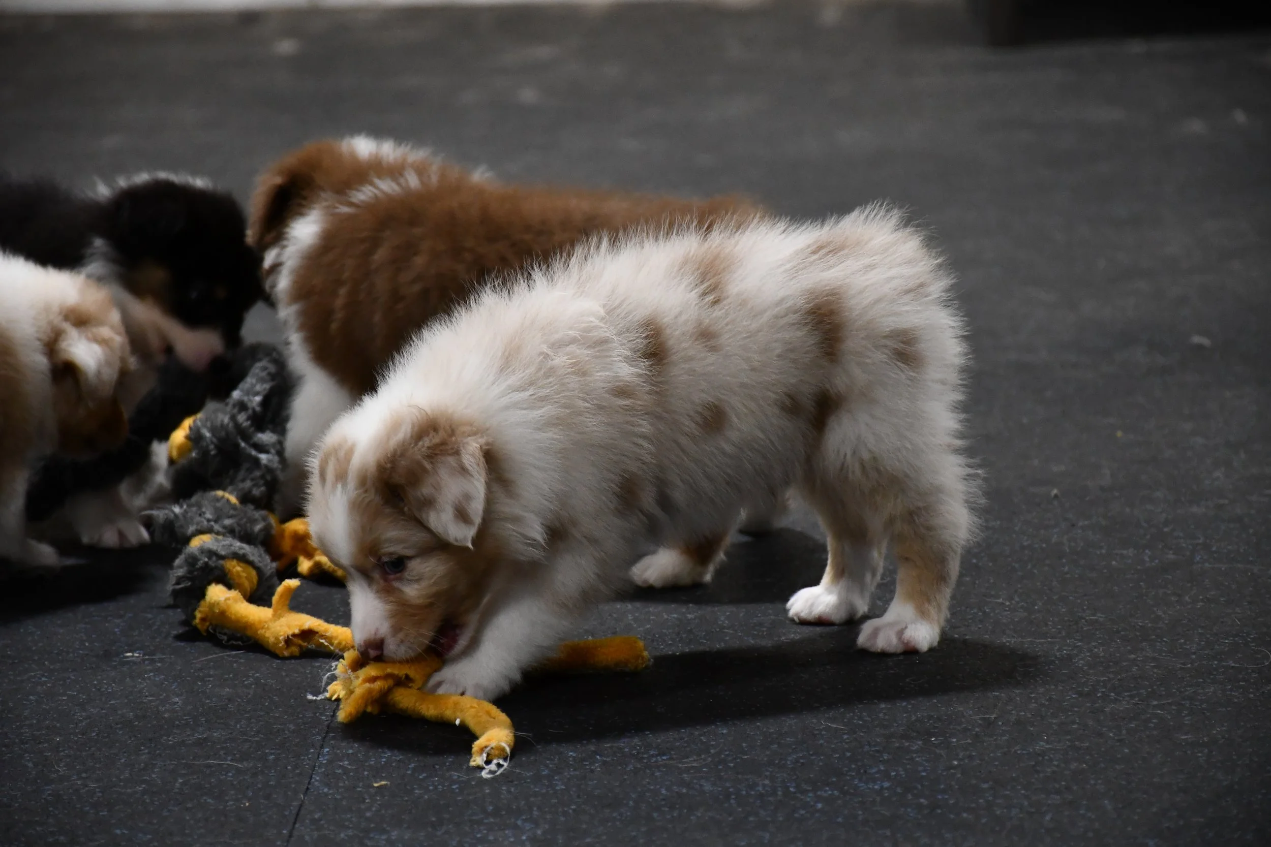 DSC_4667.JPG