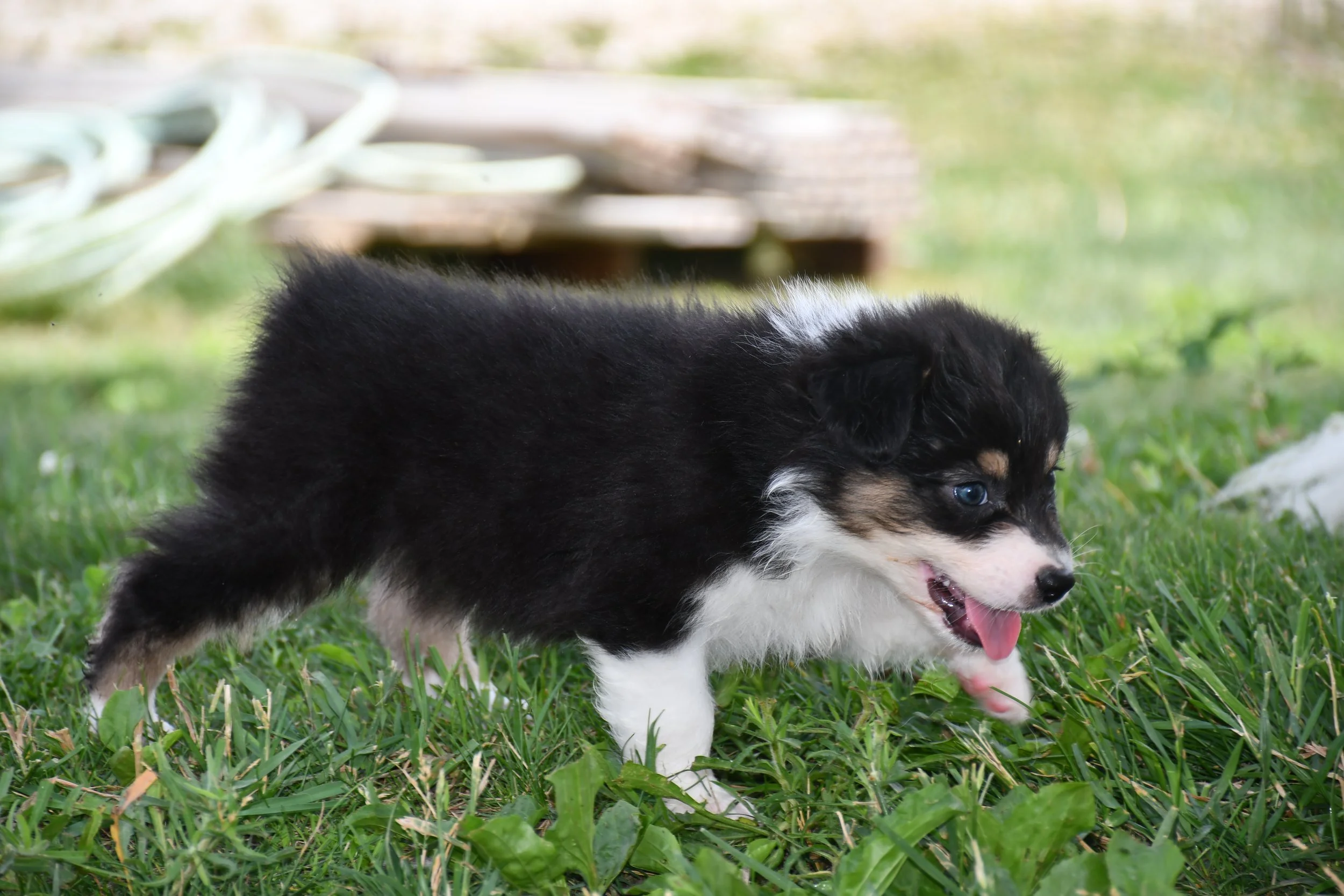 DSC_4473.JPG