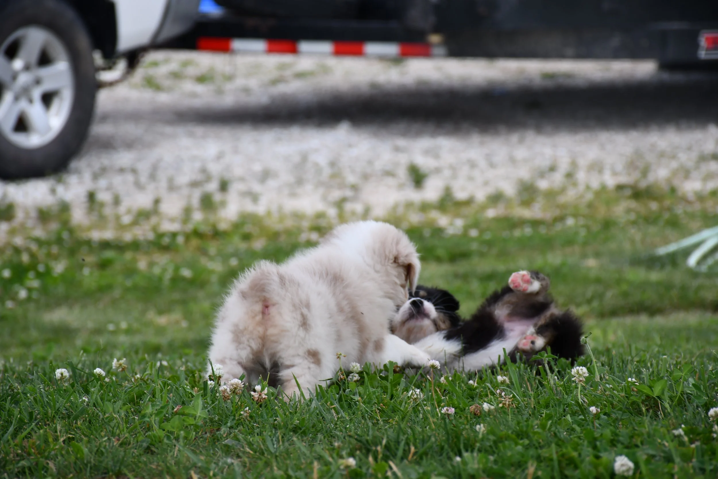 DSC_4549.JPG