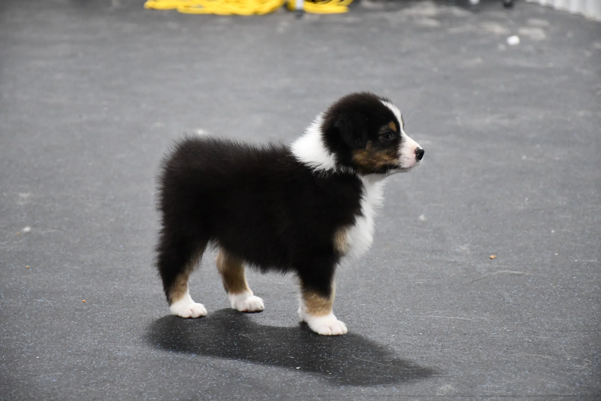 DSC_4686.JPG