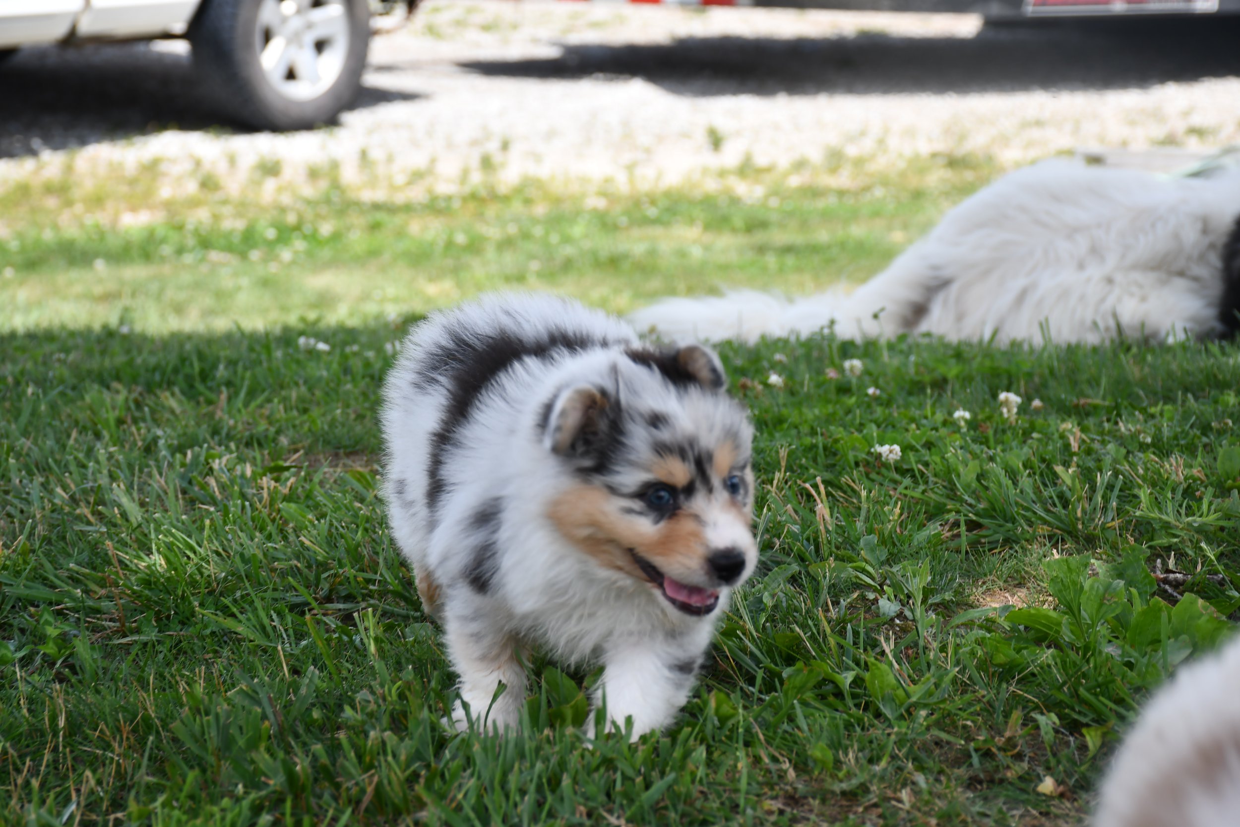 DSC_4509.JPG