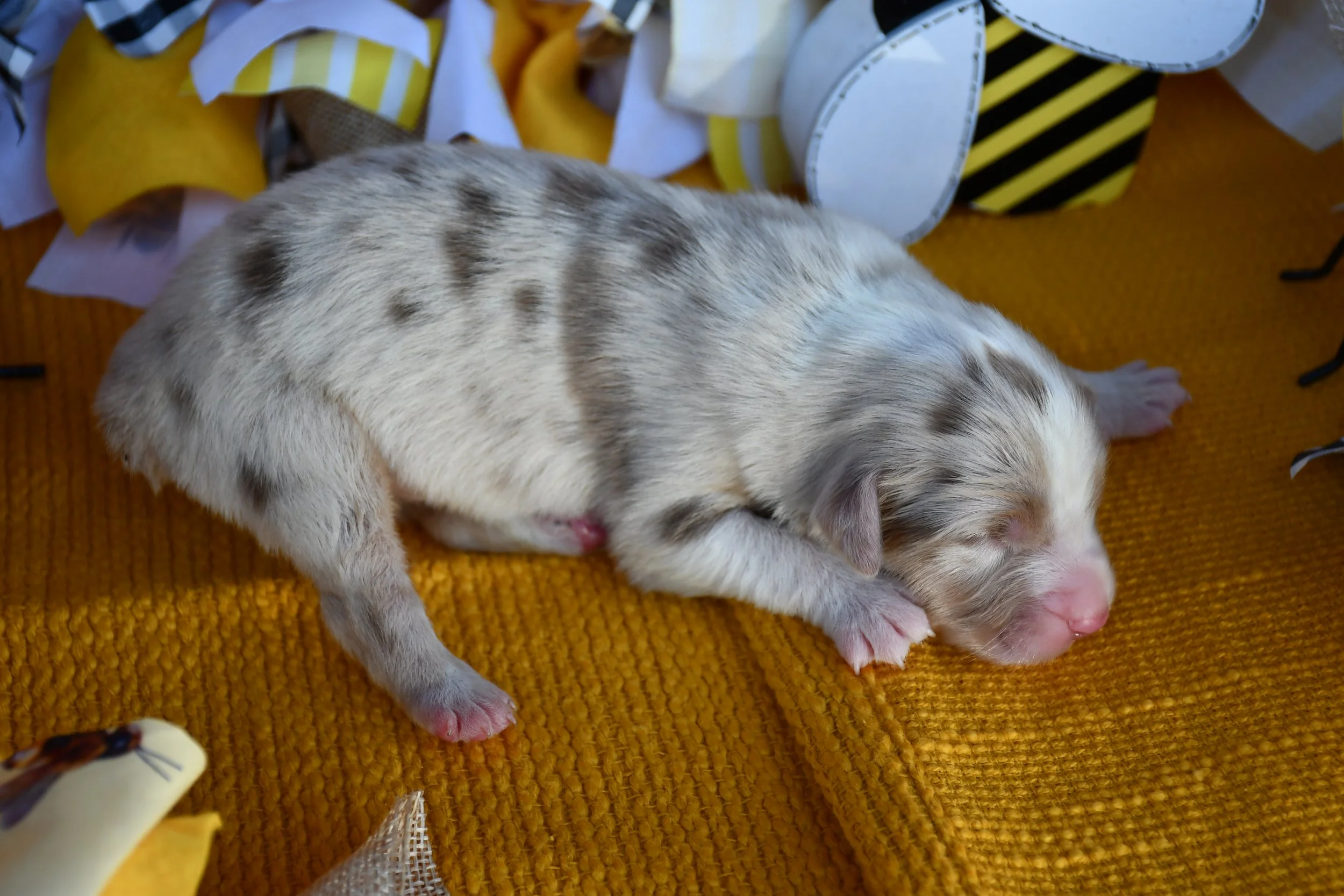 DSC_2533.JPG
