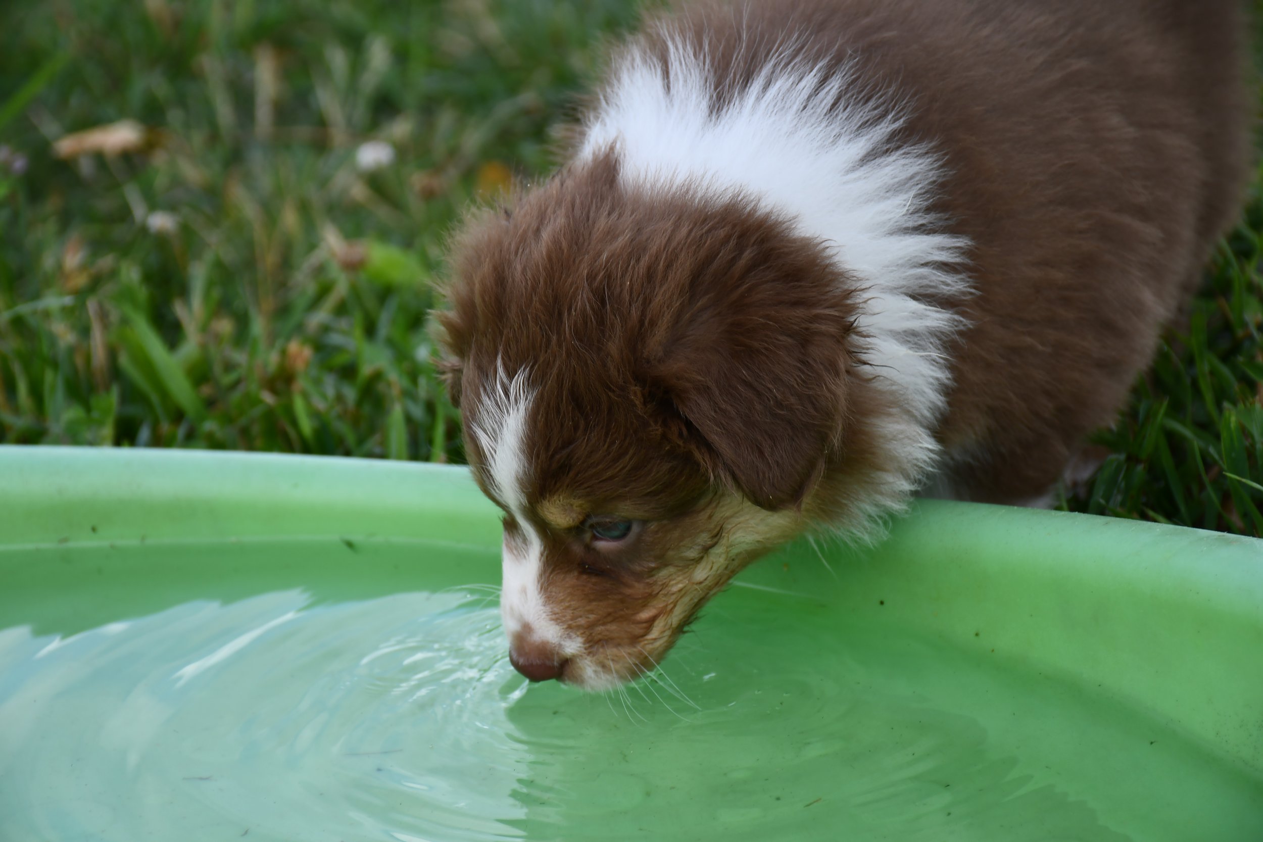 DSC_4531.JPG