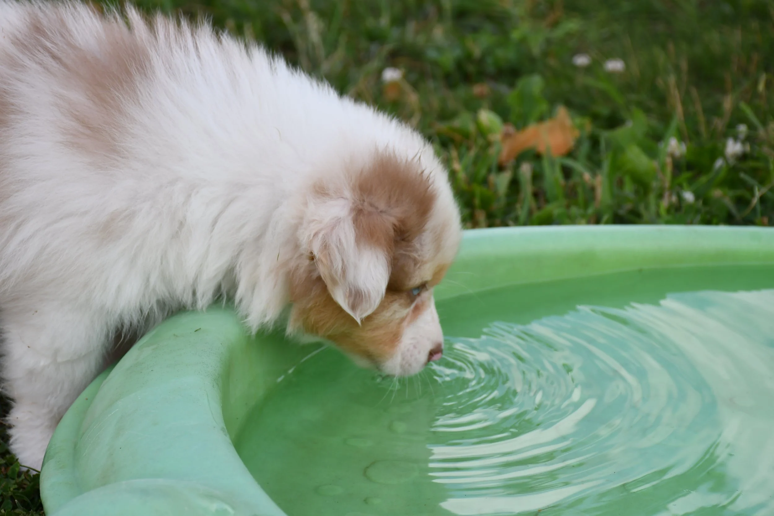 DSC_4445.JPG