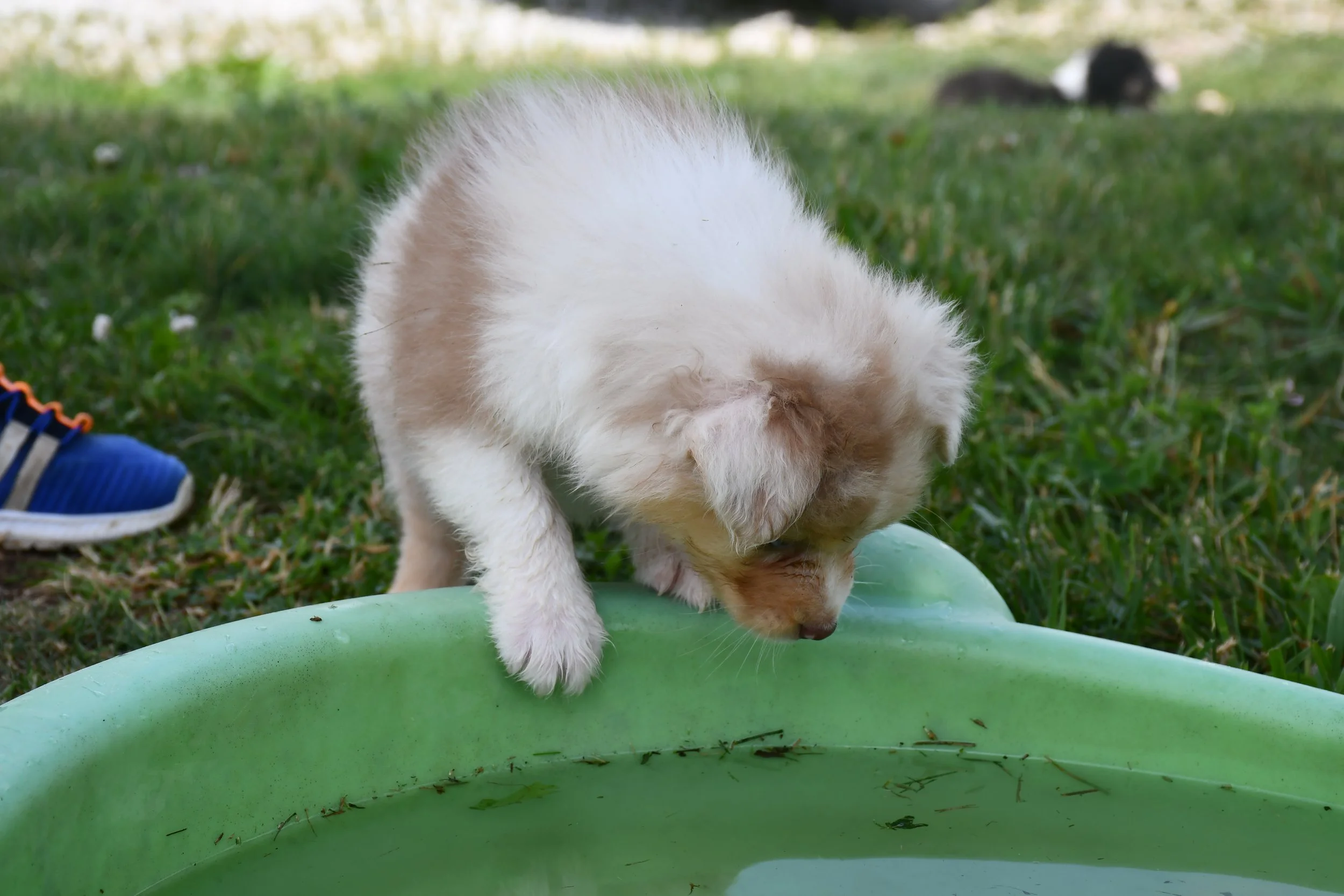 DSC_4594.JPG