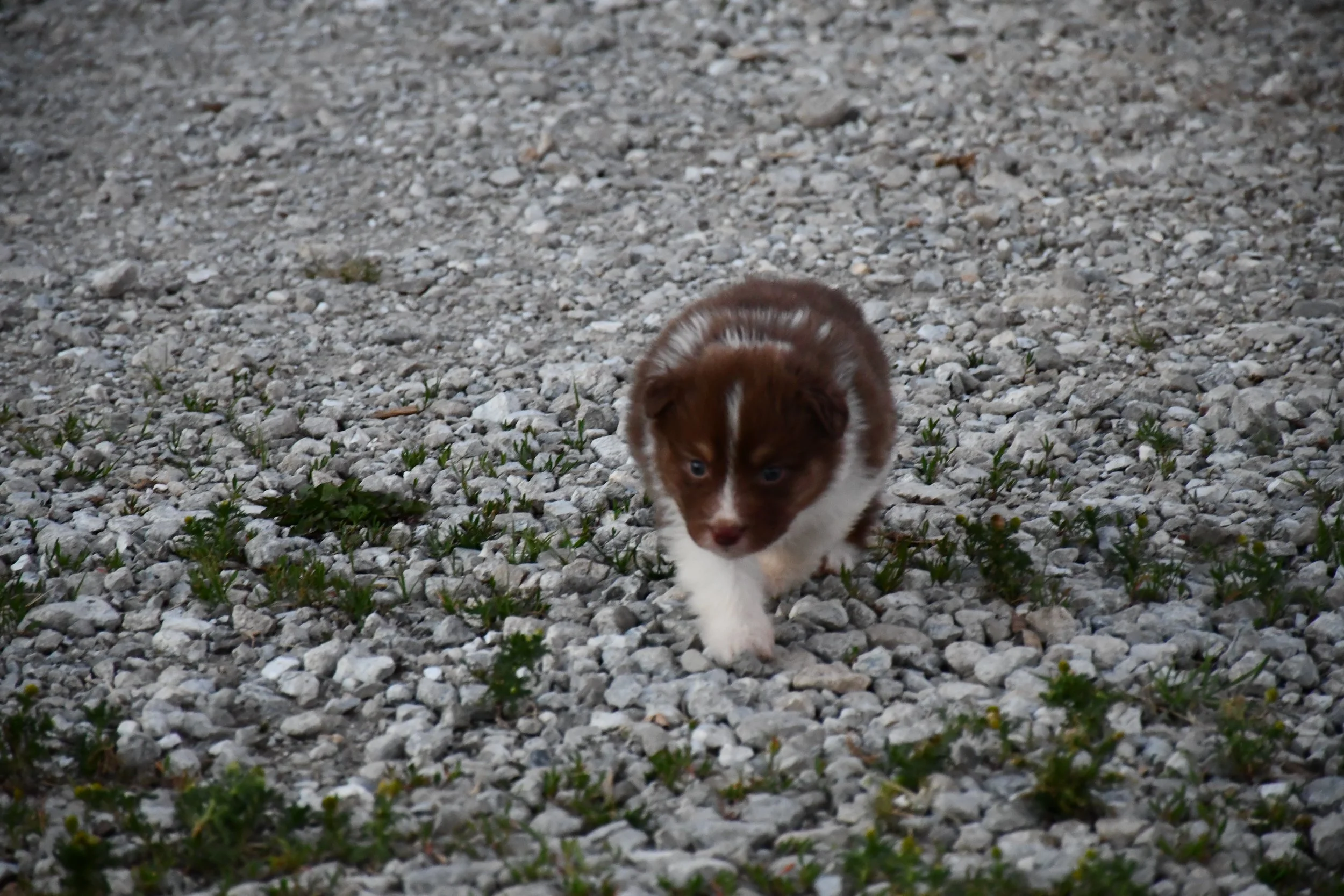 DSC_3831.JPG
