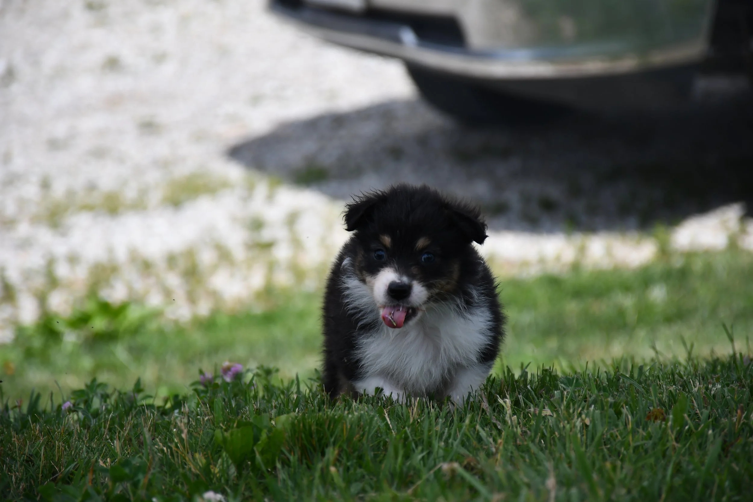 DSC_4590.JPG