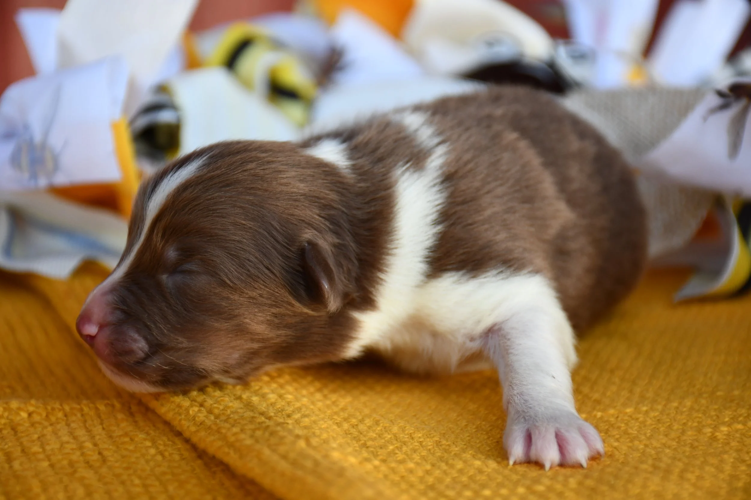 DSC_2611.JPG
