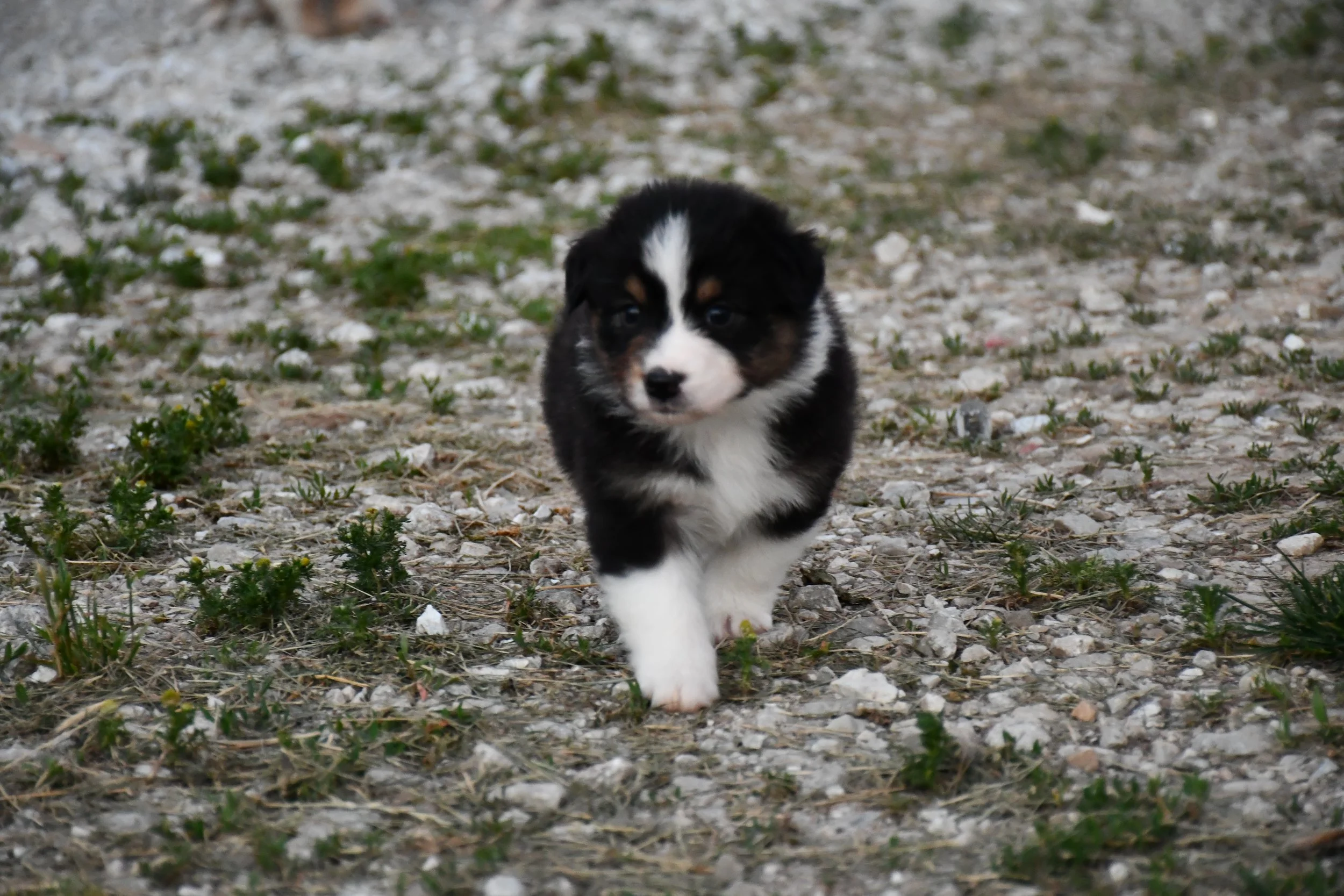 DSC_3862.JPG