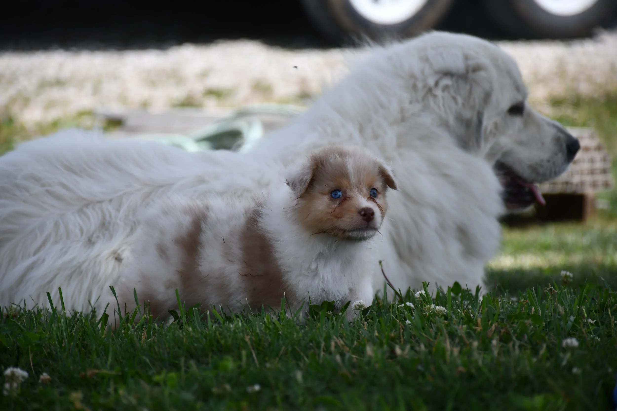 DSC_4502.JPG