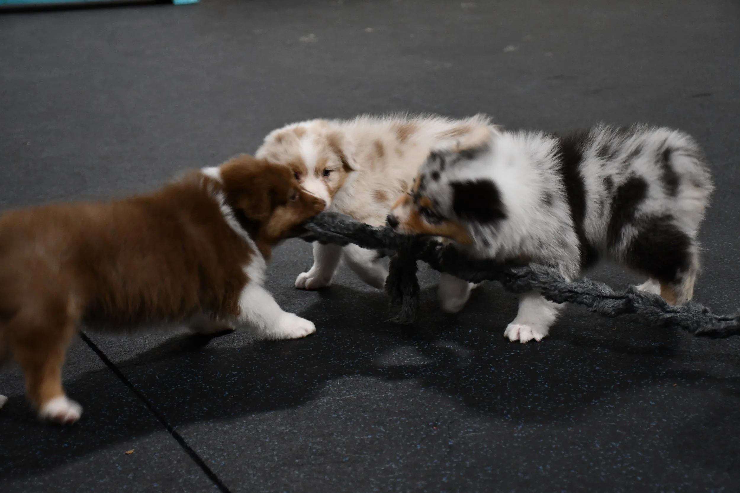 DSC_4615.JPG