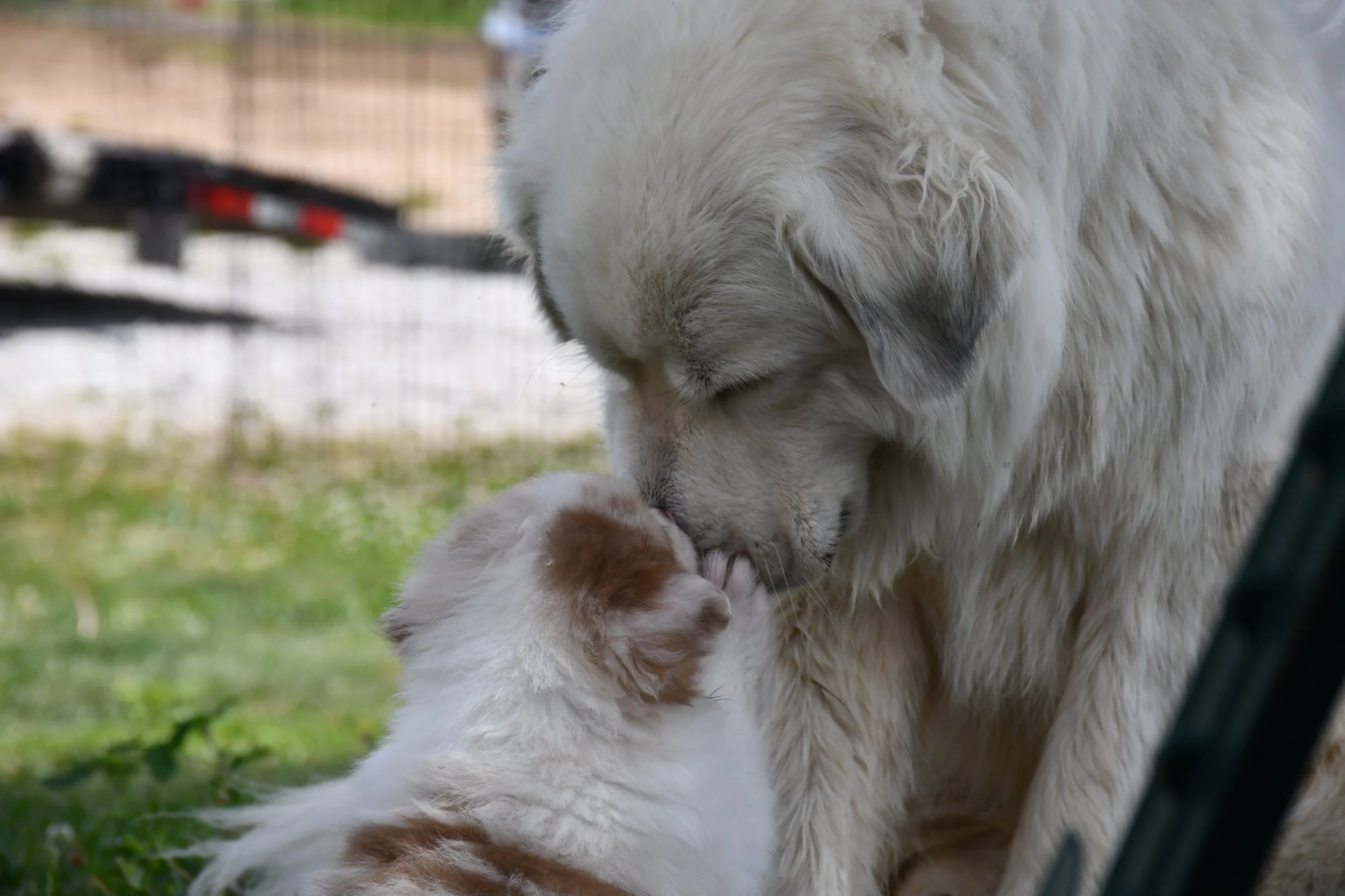 DSC_4463.JPG