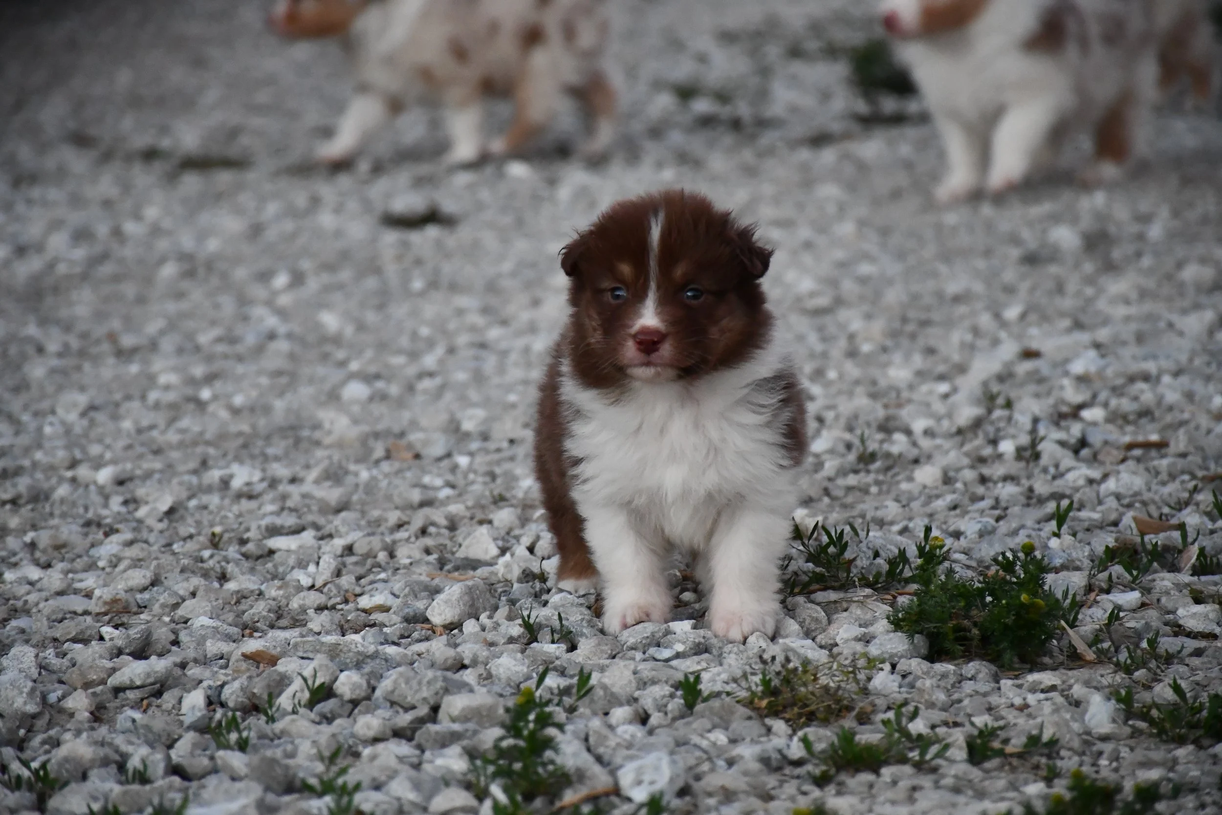 DSC_3864.JPG