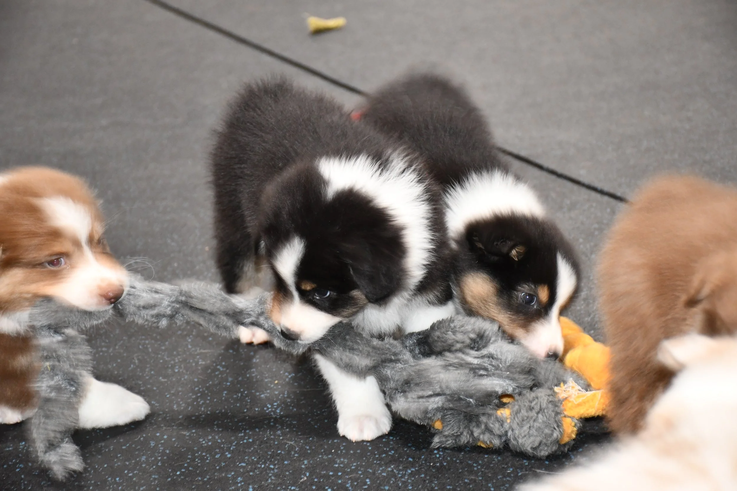 DSC_4644.JPG