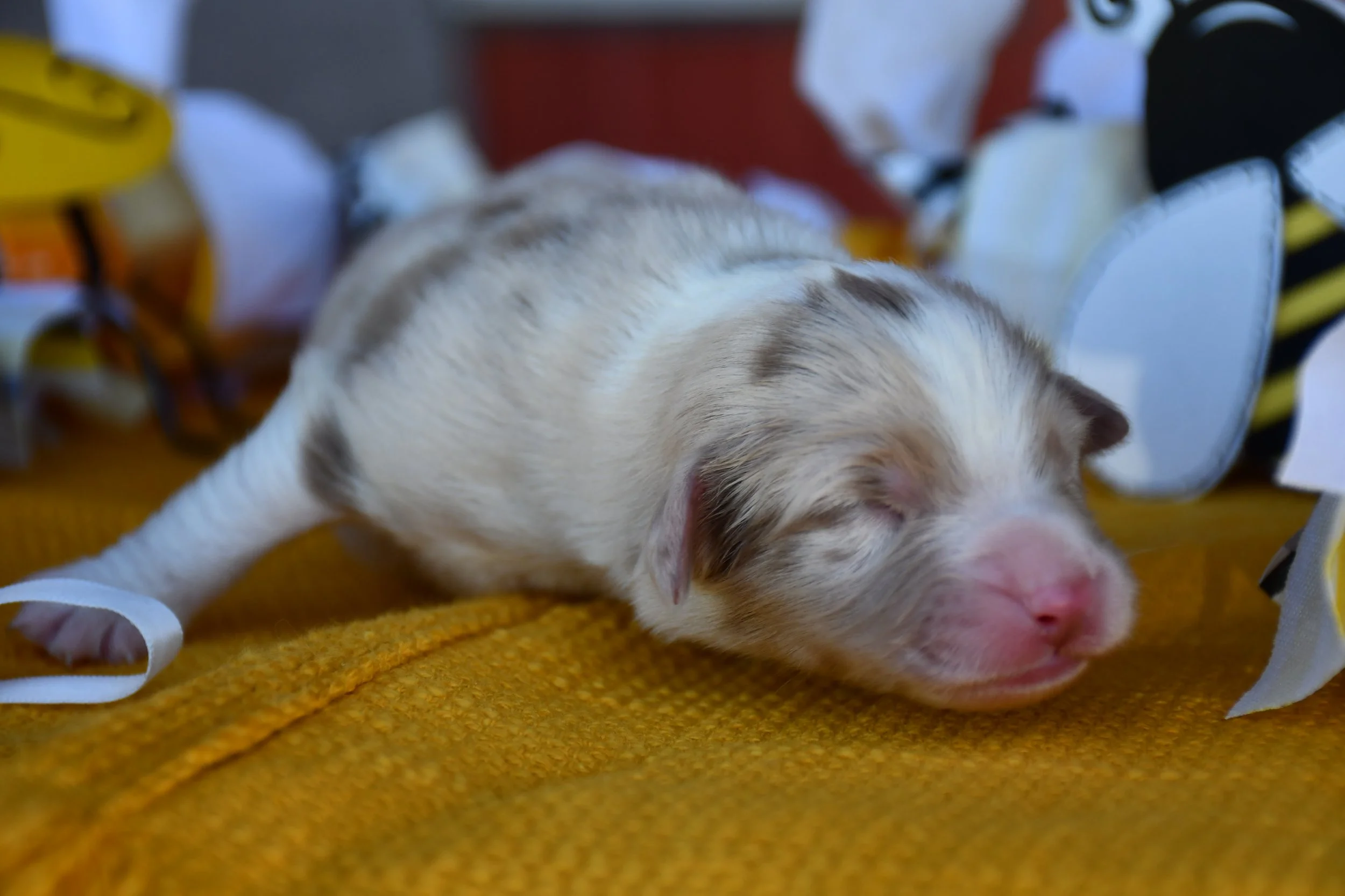 DSC_2538.JPG