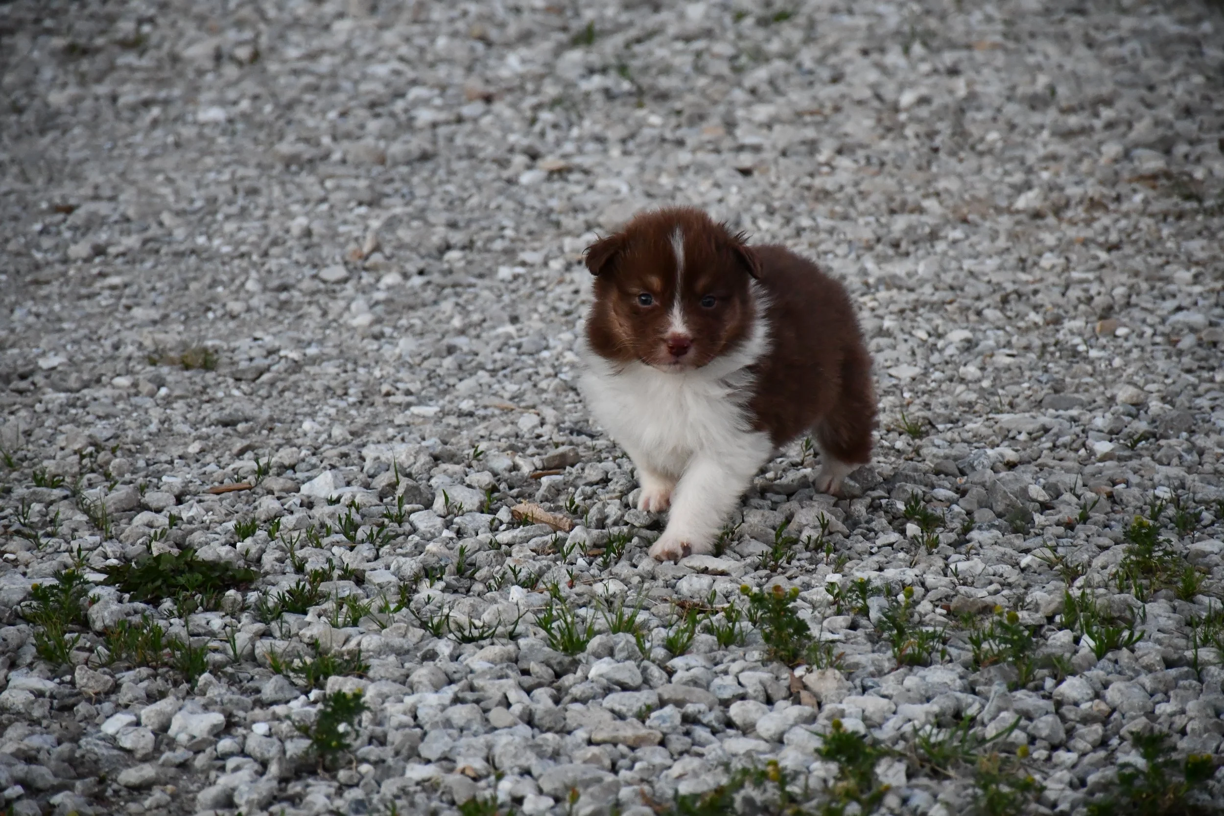 DSC_3829.JPG