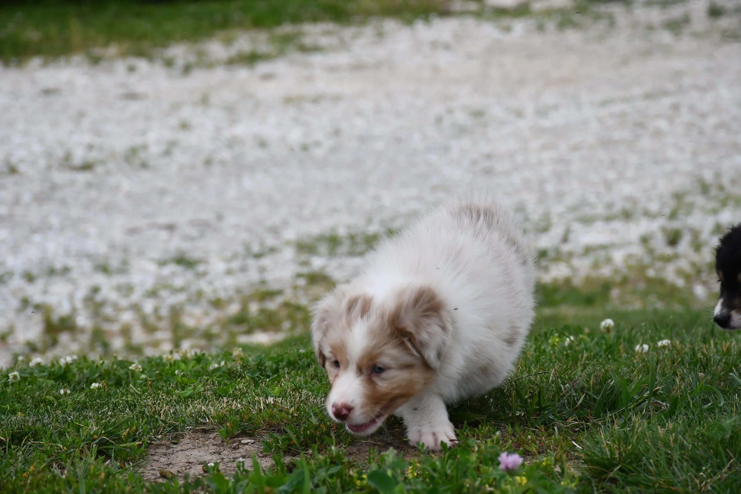 DSC_4554.JPG