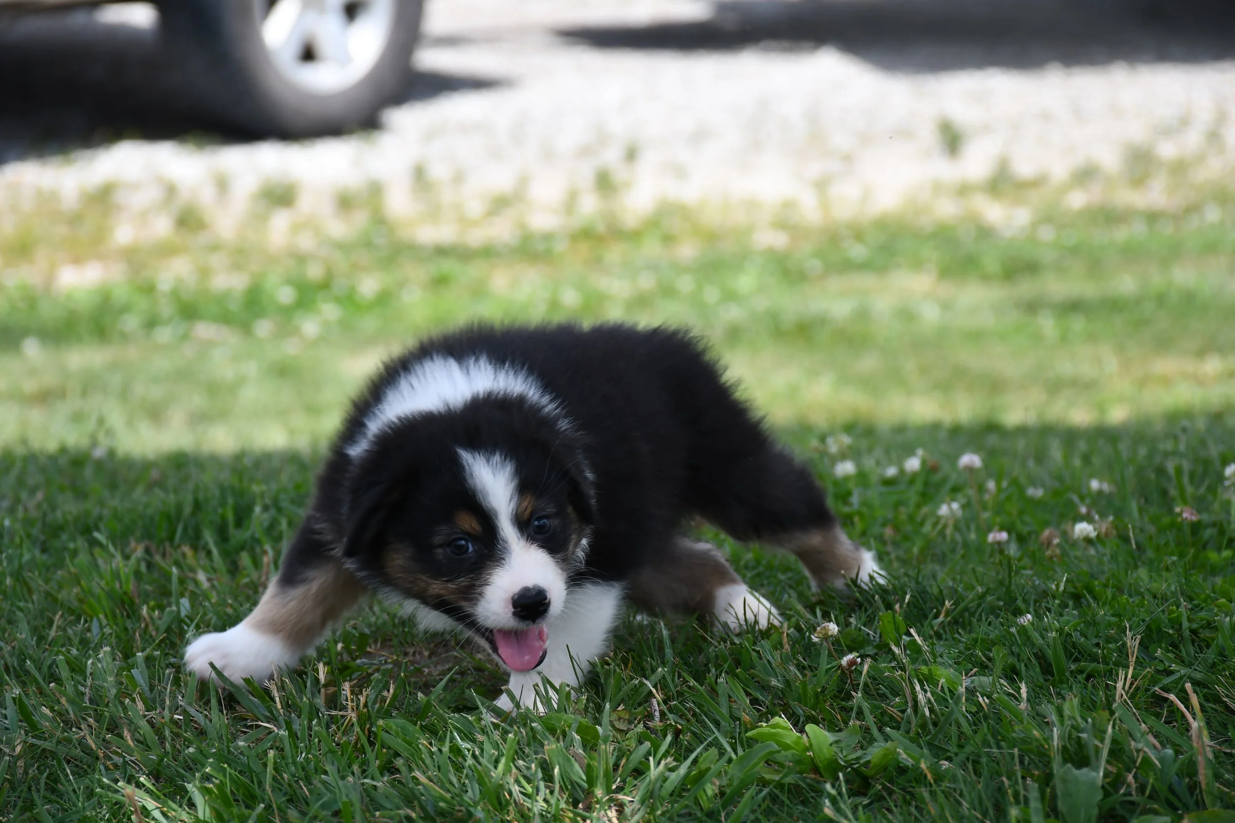 DSC_4458.JPG