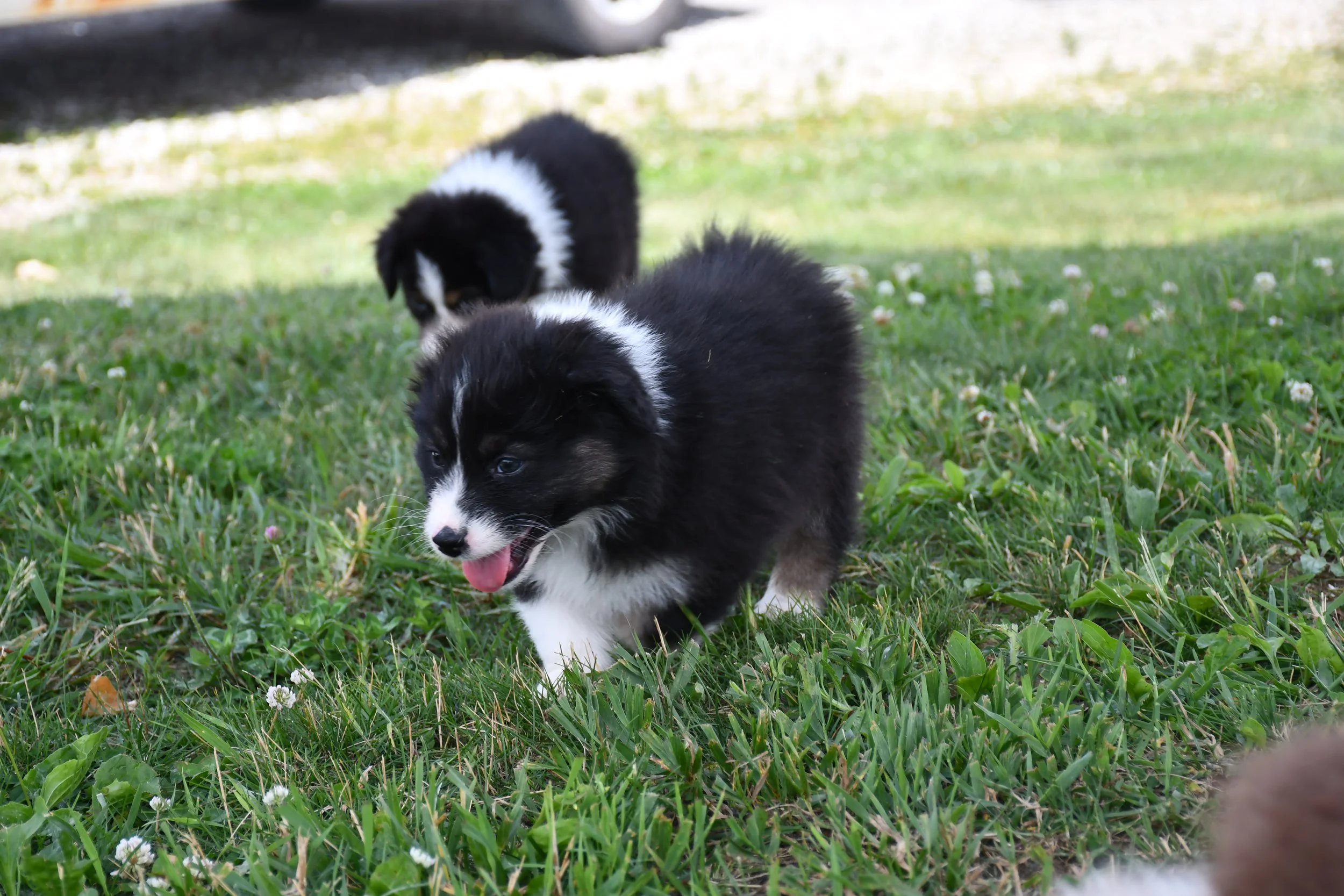 DSC_4487.JPG