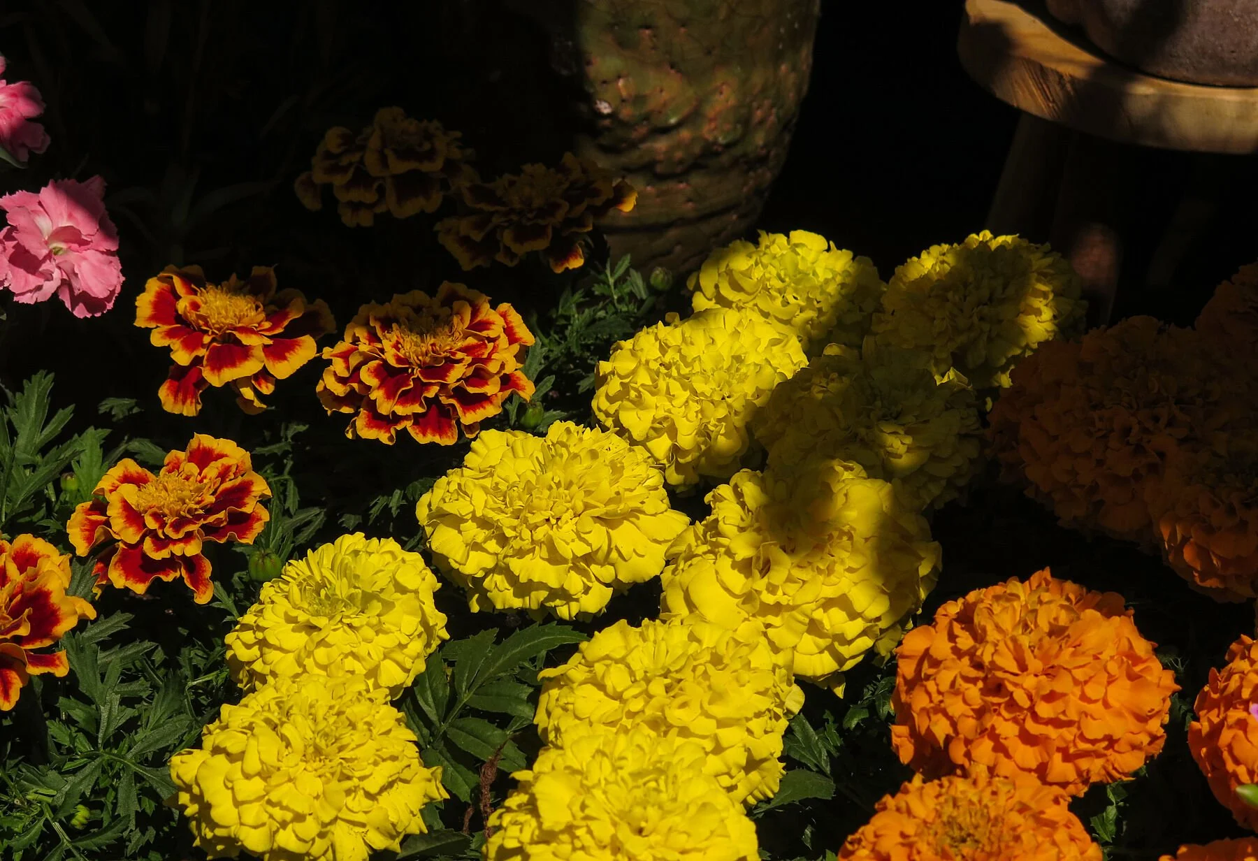8354726.jpg