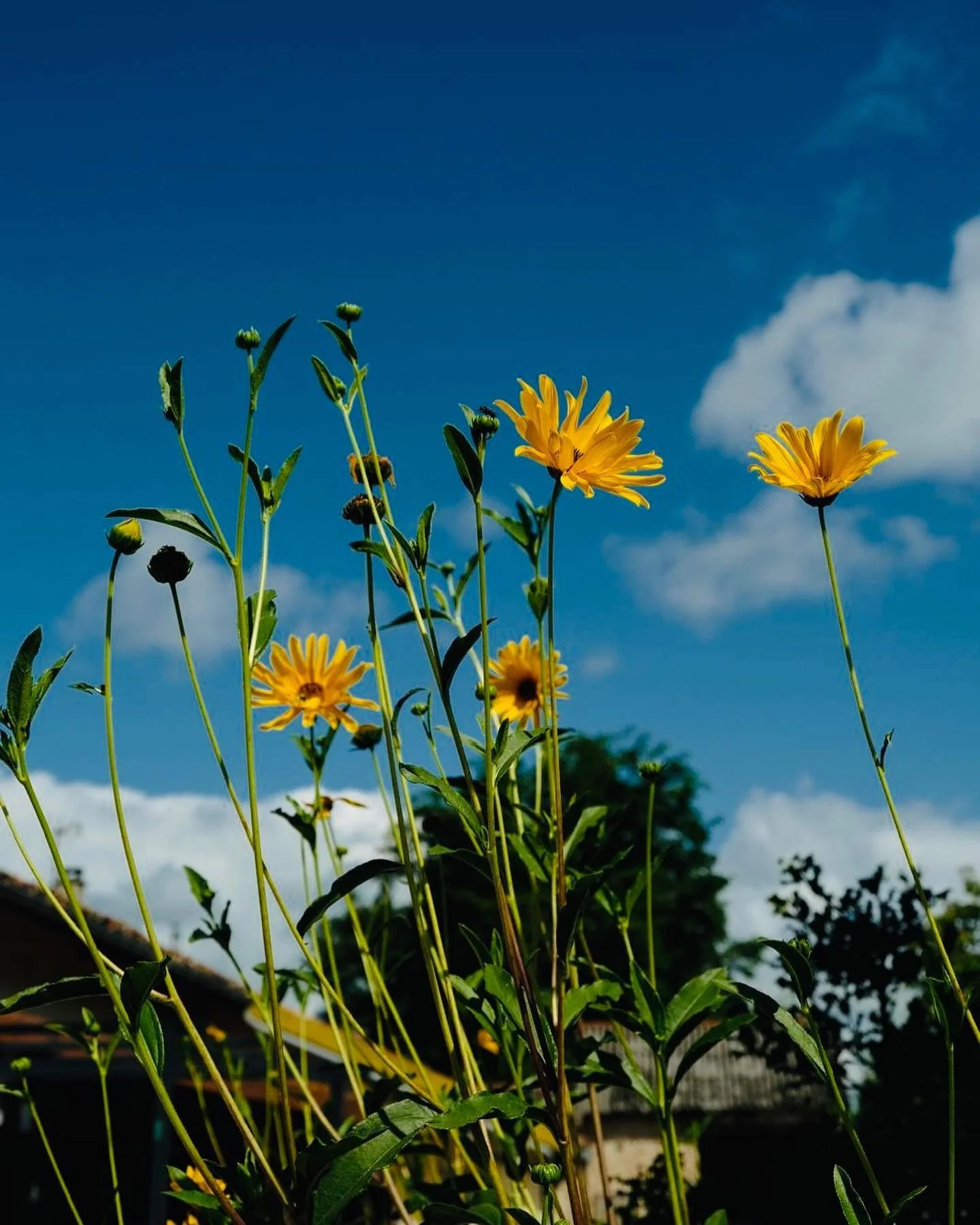 Burgundy in all its glory!